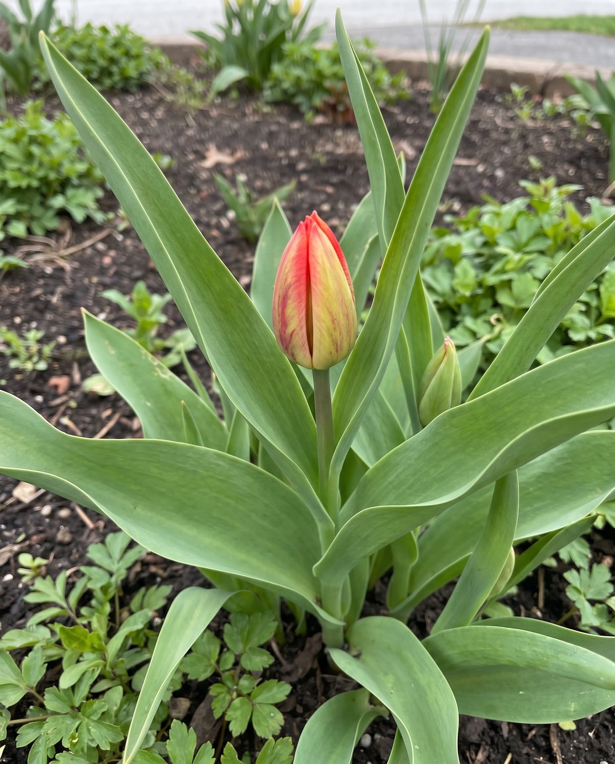 A healthy tulip with a swelling coloring bud rising on a firm stalk above its leaves