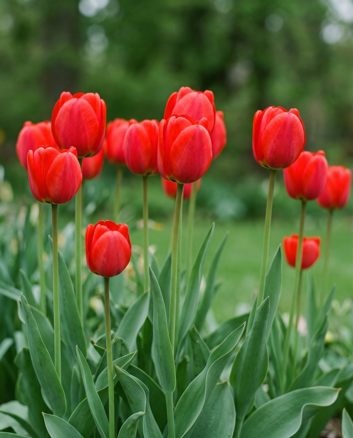 Tall Darwin hybrid tulips with large red blooms on strong stems standing above a spring border