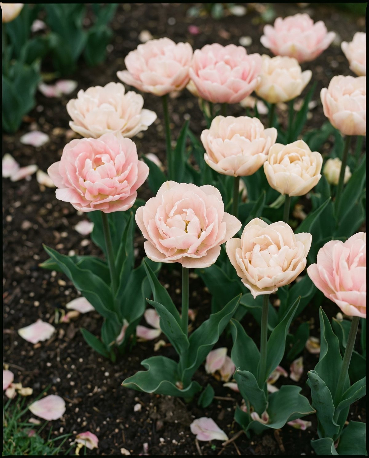 Peony-like double early tulips in soft pink, many-petalled blooms on short stems