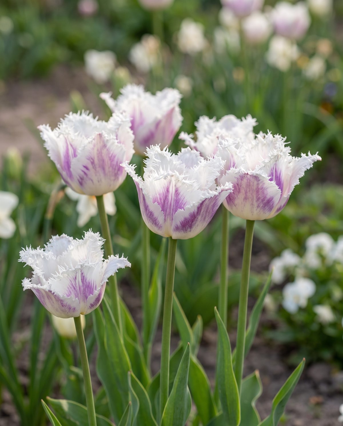 Fringed tulips with crystal-edged petal margins in white and violet
