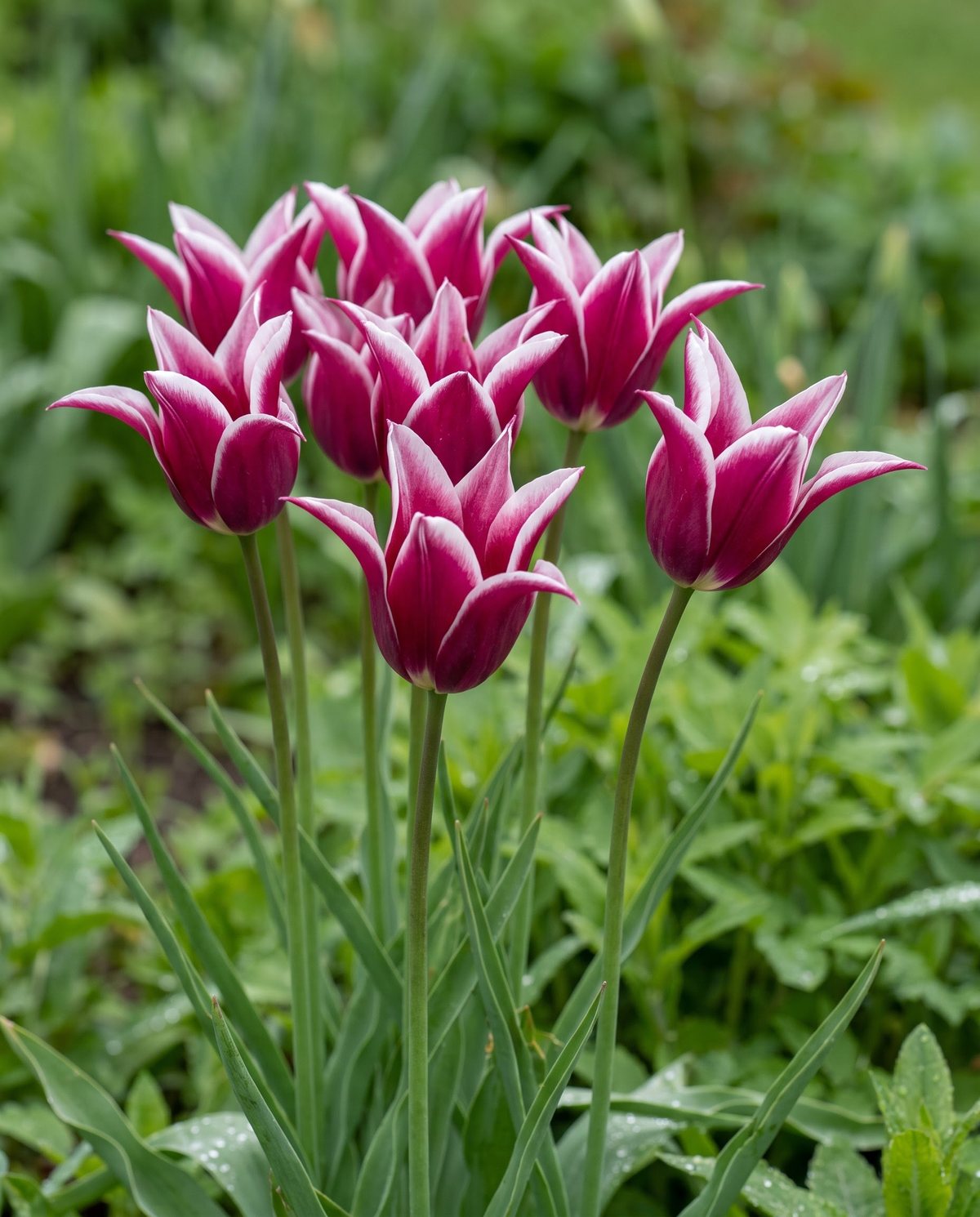 Lily-flowered tulips with pointed reflexed petals and slender waisted blooms
