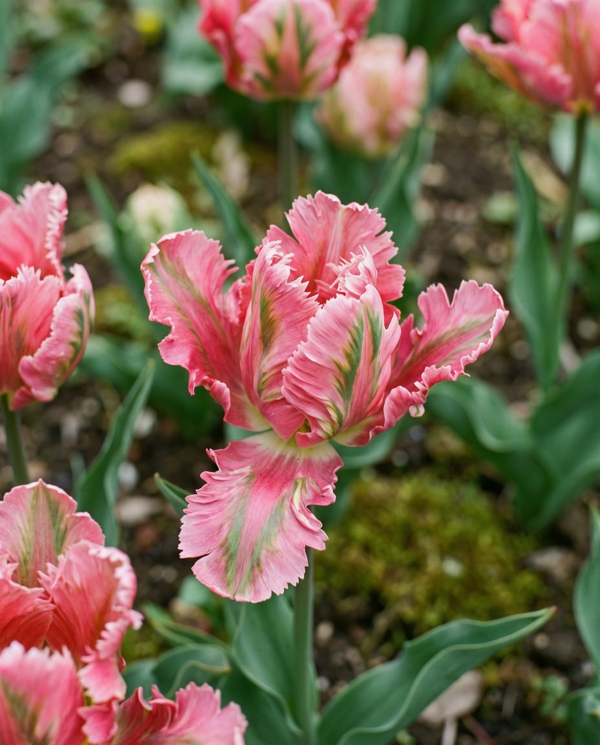 Parrot tulips with fringed twisted petals in flamed pink and green