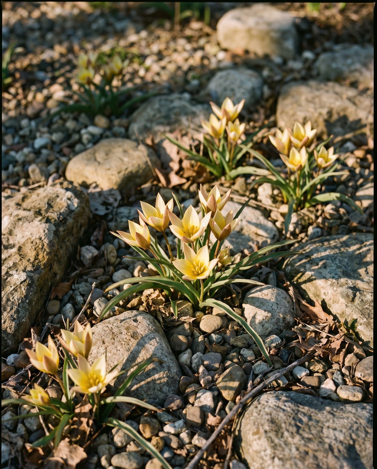 Small species tulips with star-shaped blooms naturalized among gravel and low foliage