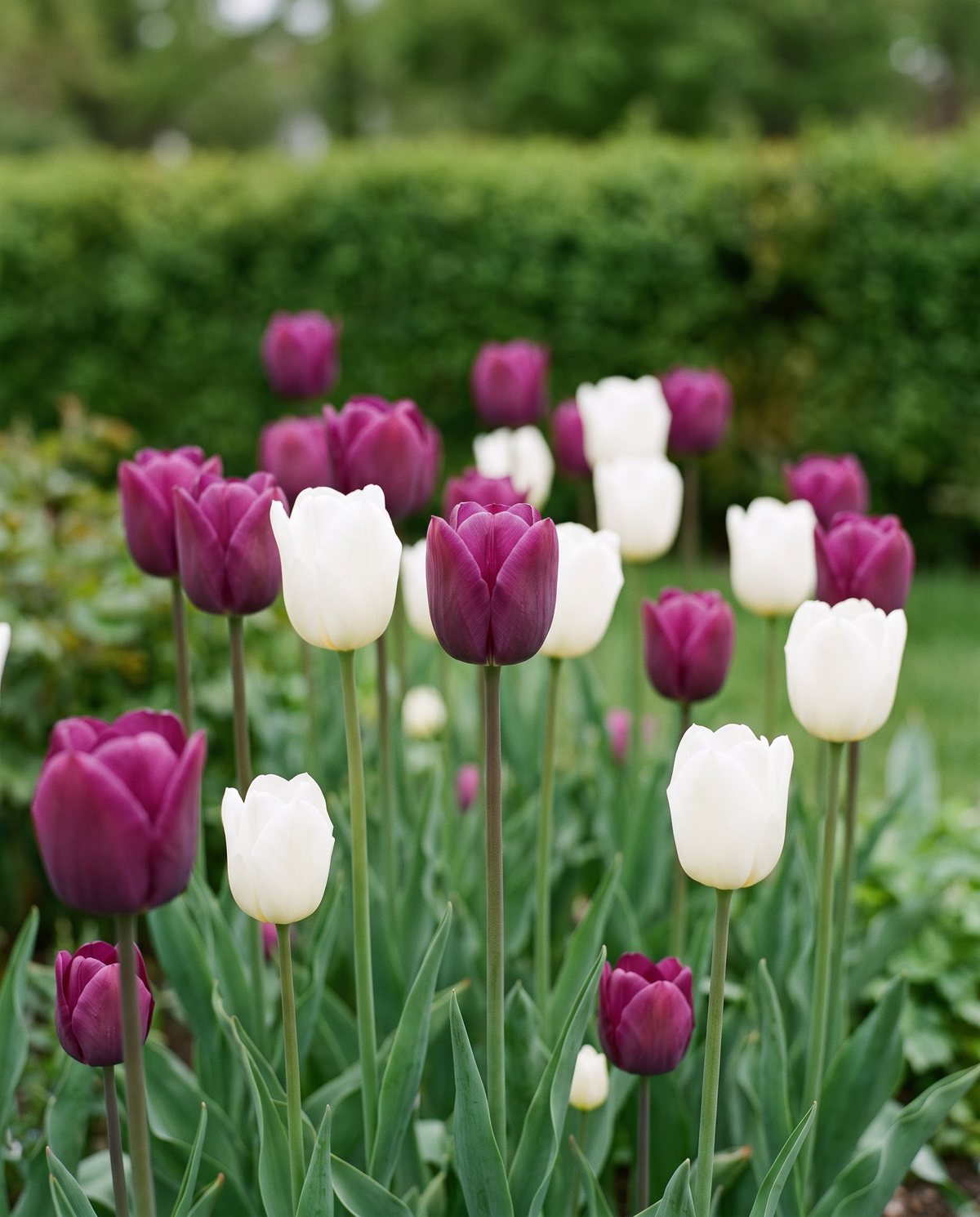 Triumph tulips in mixed purple and white on strong medium stems in a spring bed