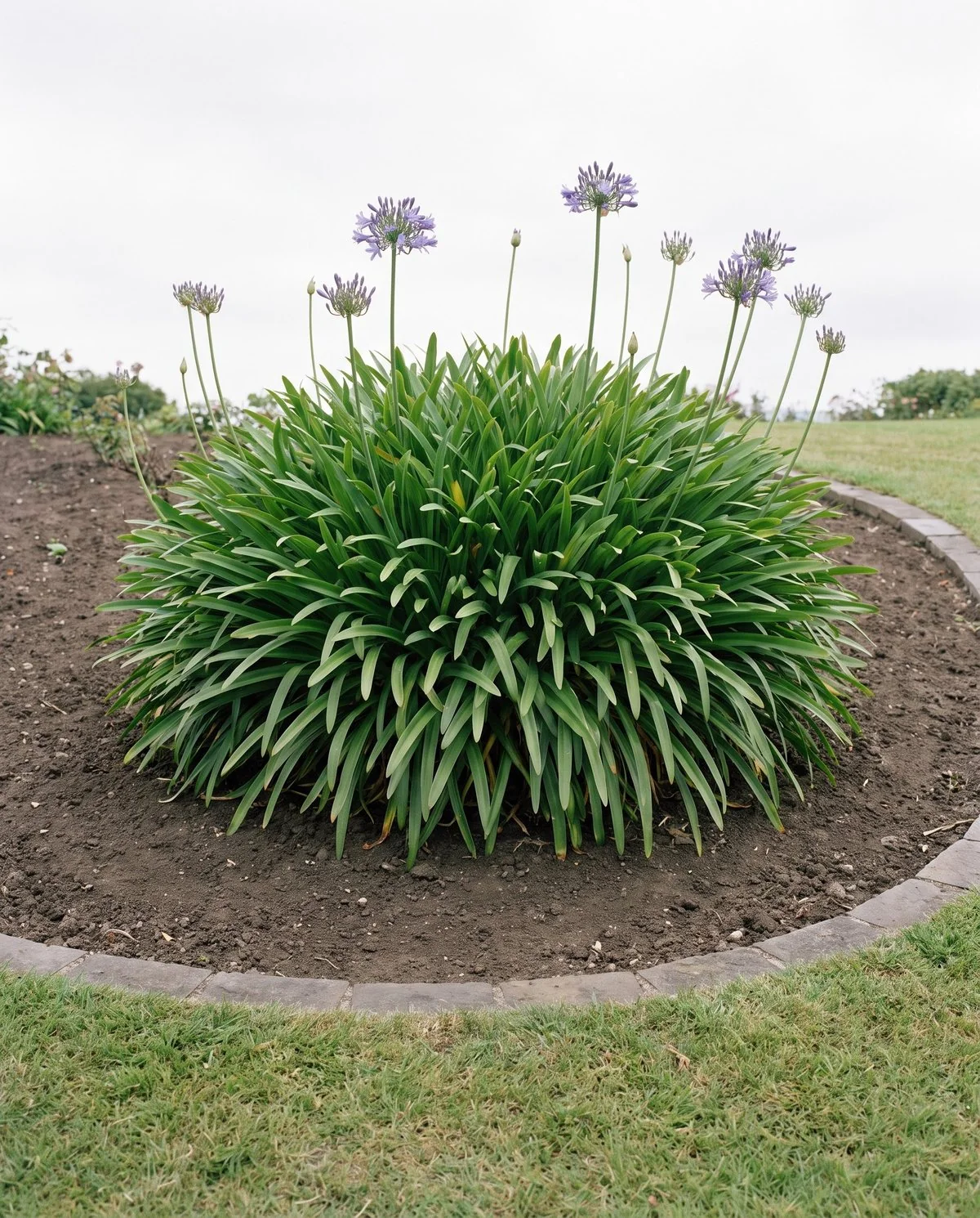 A single defined agapanthus clump sitting inside its planting bed with clear bare soil around its edge