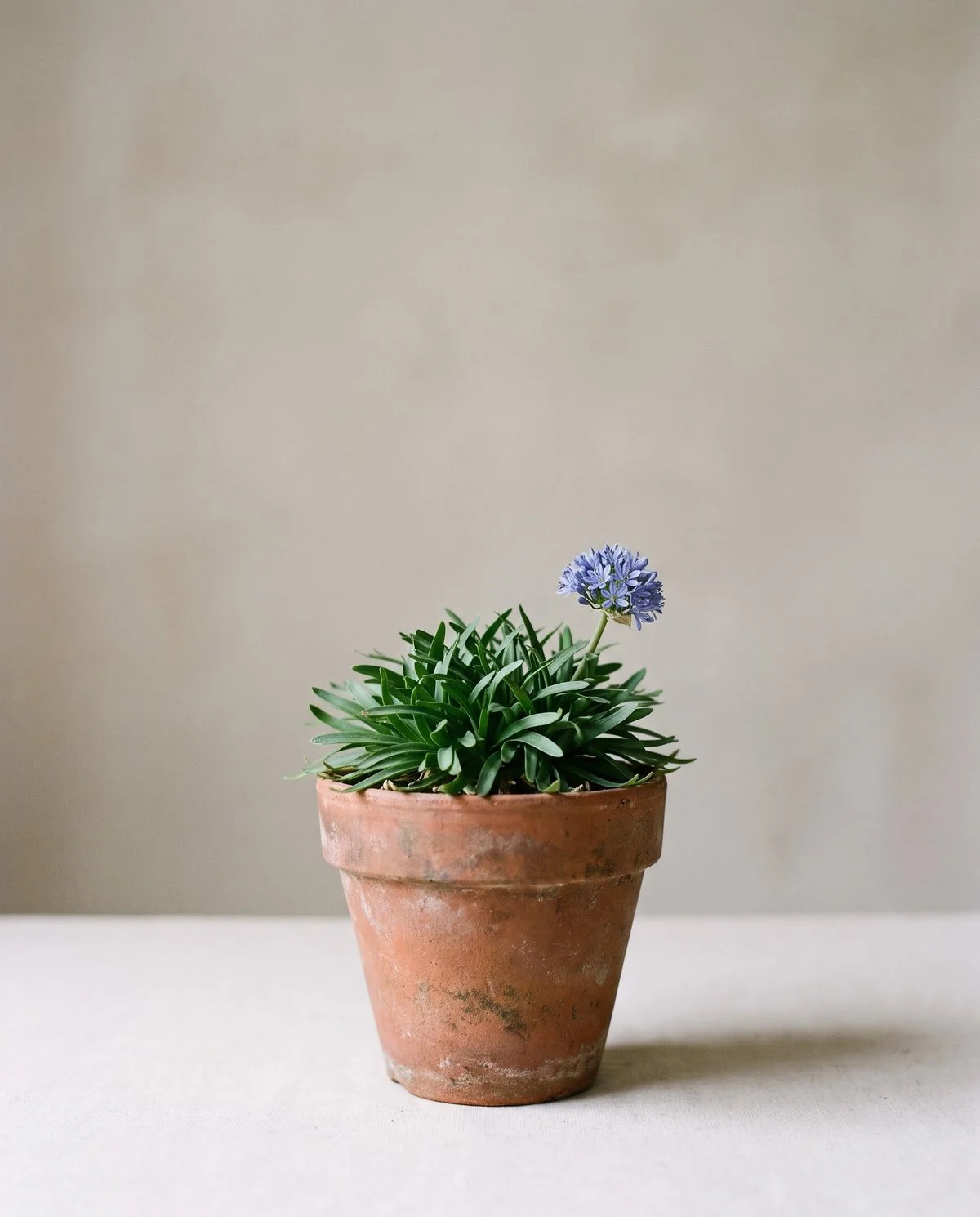 A very compact agapanthus filling a small pot, low leaves and short blue flower heads barely above the foliage