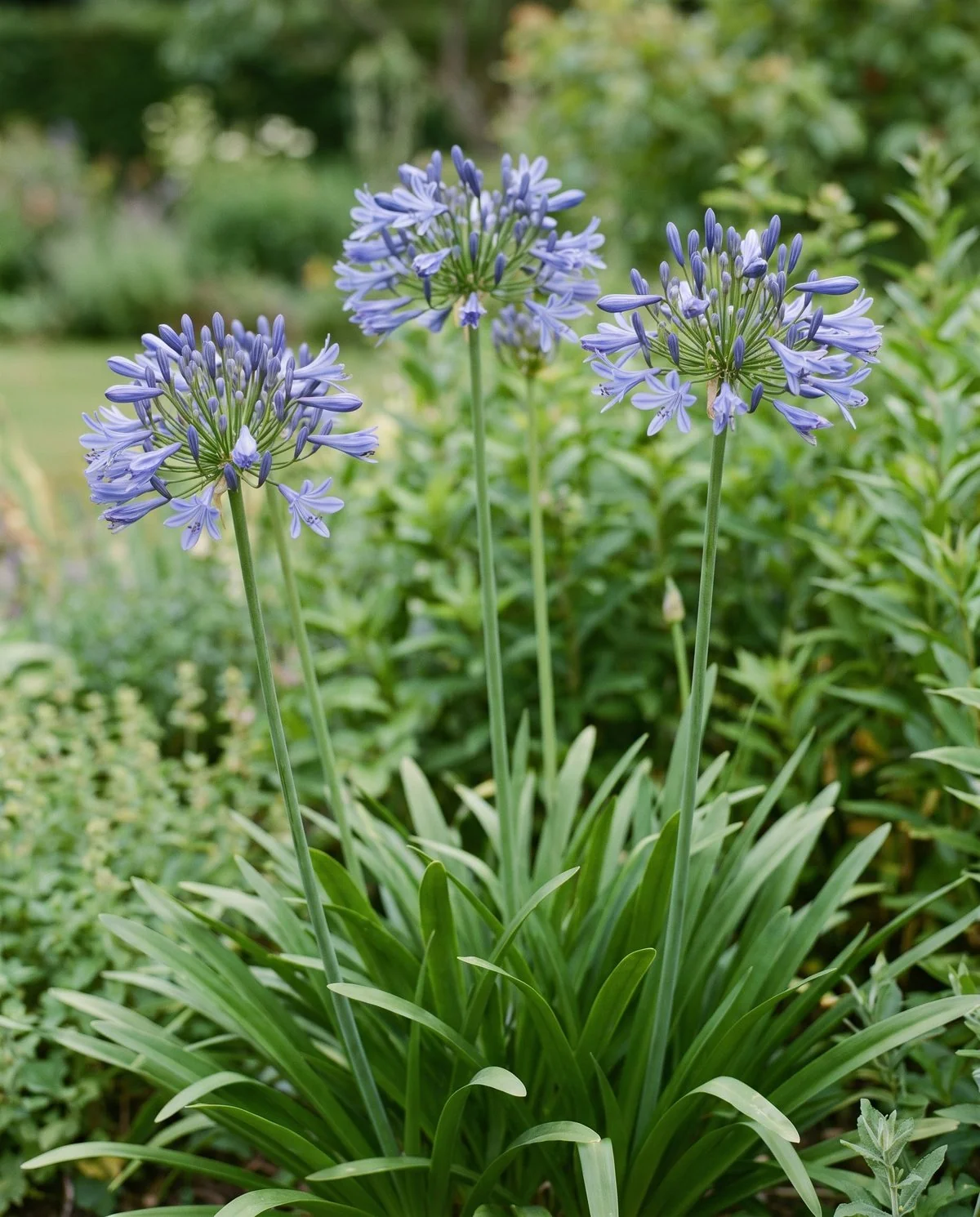 A deciduous agapanthus in flower, round heads of blue trumpet florets on bare stems above a clump of leaves