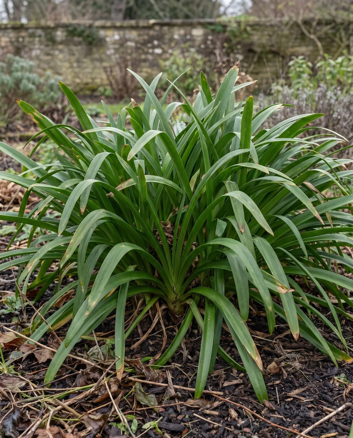 An evergreen agapanthus clump in full leaf through winter, strap-shaped foliage green and standing, no flower stems