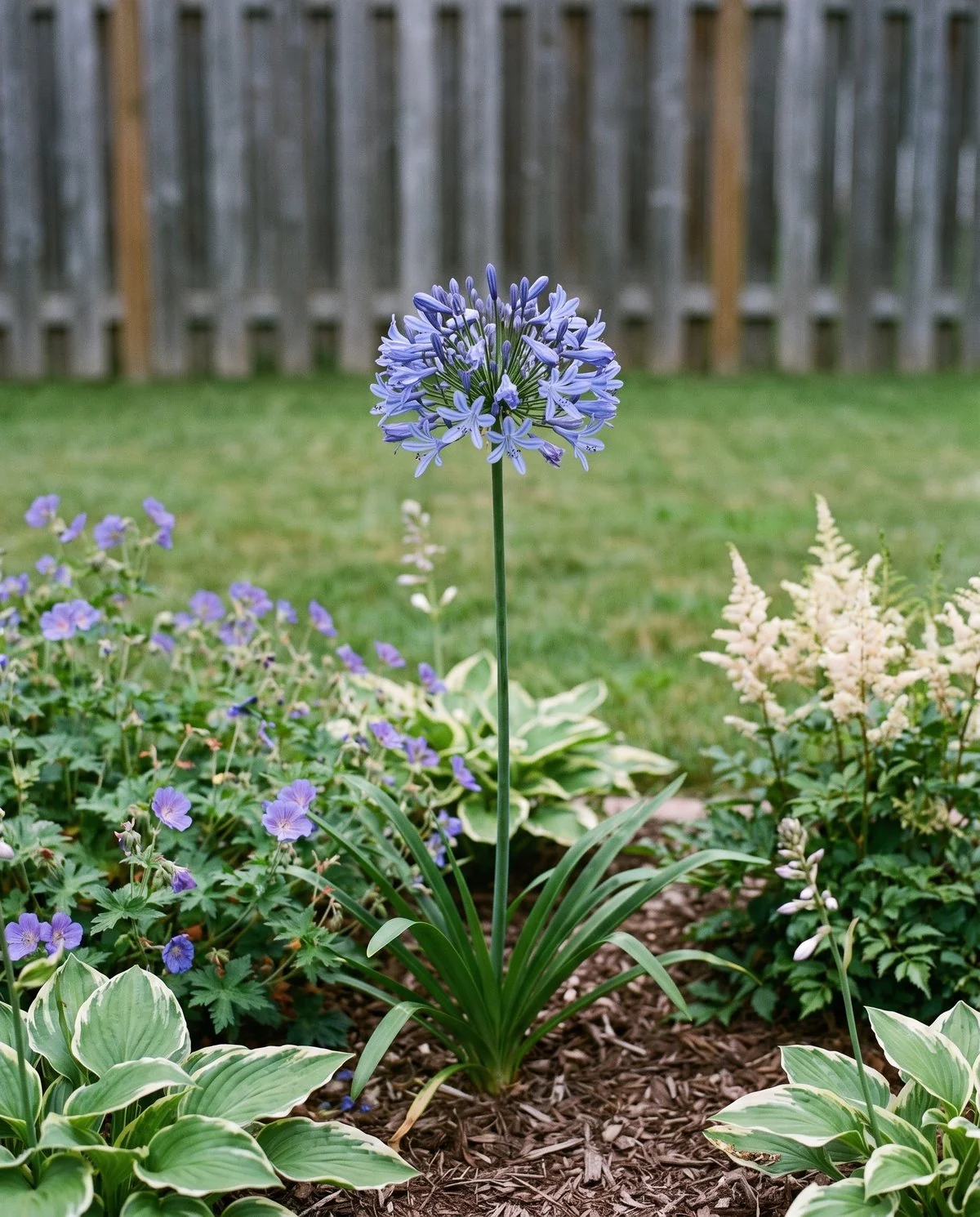 An agapanthus flowering in a cold-climate garden bed, one full blue head with frost-hardy perennials around it