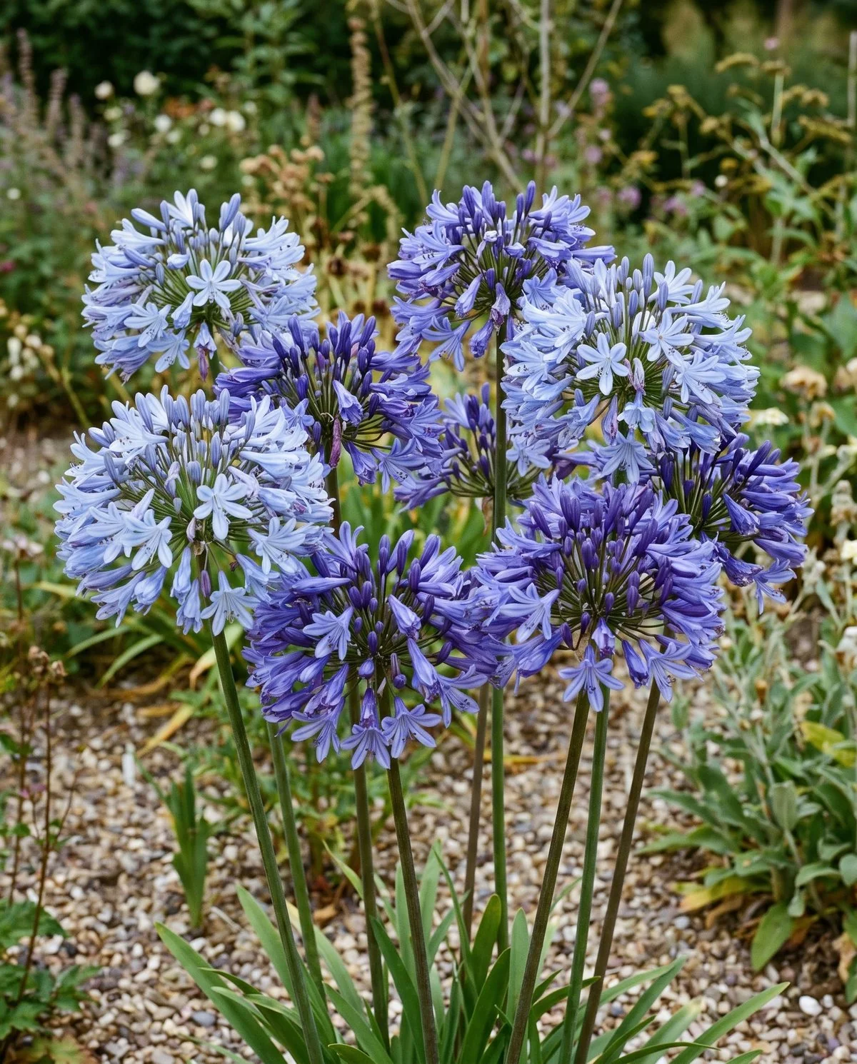 Tall Headbourne-type agapanthus stems in a border, heads in several different shades of blue on the same planting