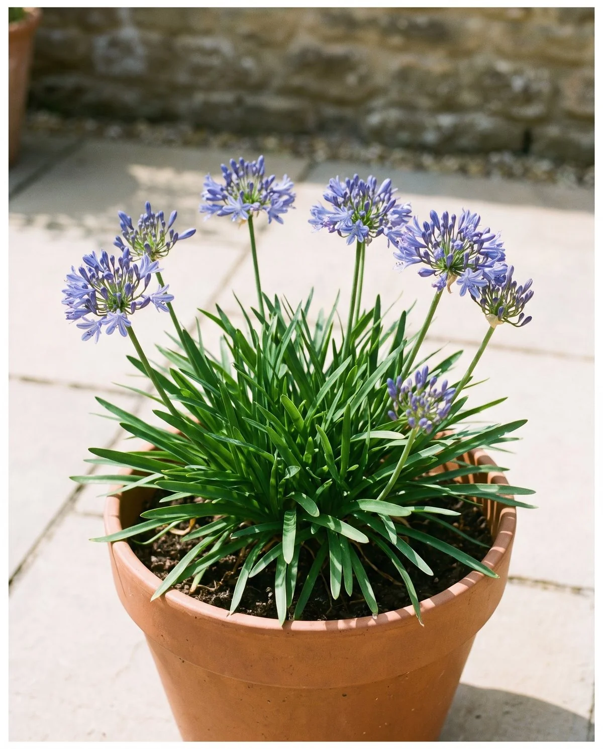 A dwarf agapanthus in a container, short stems carrying mid-blue heads in proportion to the compact clump