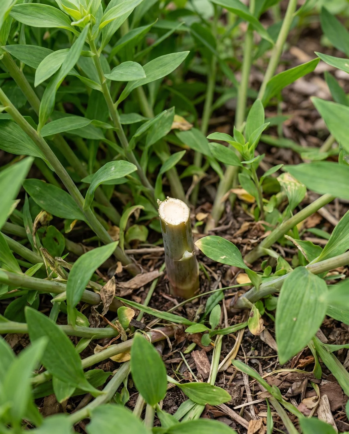 A short cut alstroemeria stub standing in the middle of a clump where a stem was snipped instead of pulled