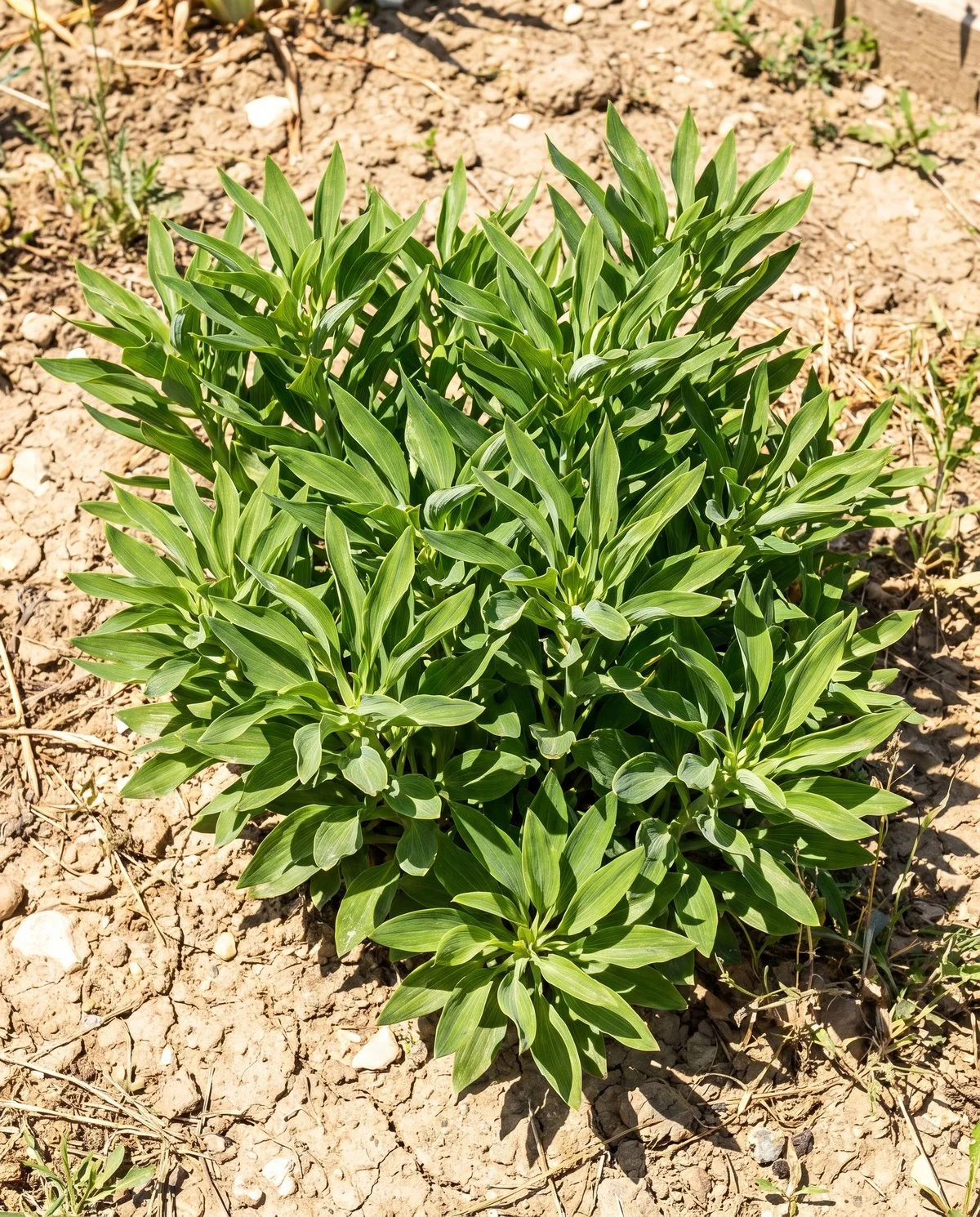 A green healthy alstroemeria clump in high summer carrying no flowers and no buds at all