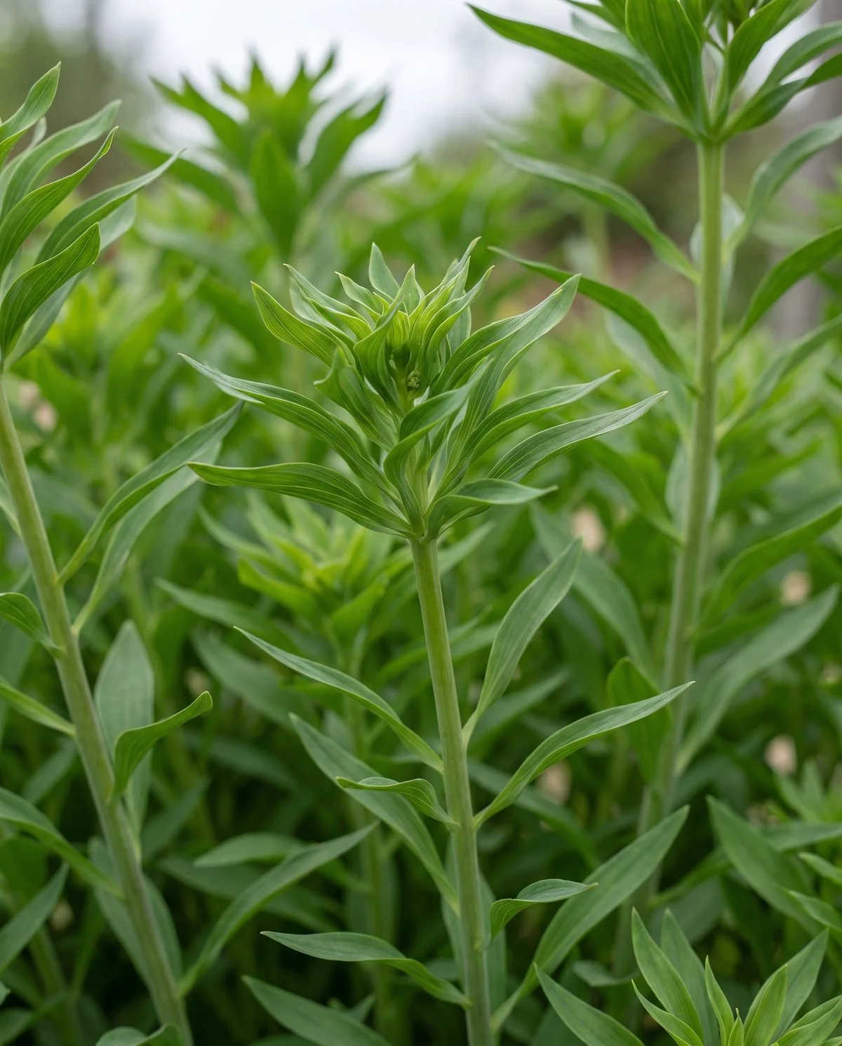 An alstroemeria stem that ends in leaves with no buds at its tip, growing in a clump beside other stems