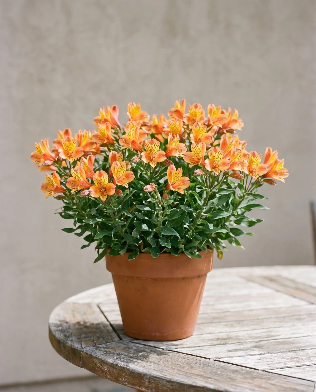 A very compact potted alstroemeria in heavy flower, plant barely taller than its pot with many small speckled blooms
