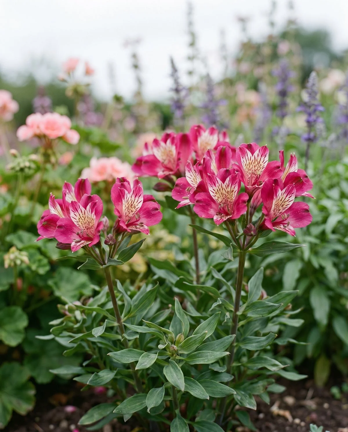A compact alstroemeria in a mixed summer border, several clusters of speckled deep pink flowers on short sturdy stems
