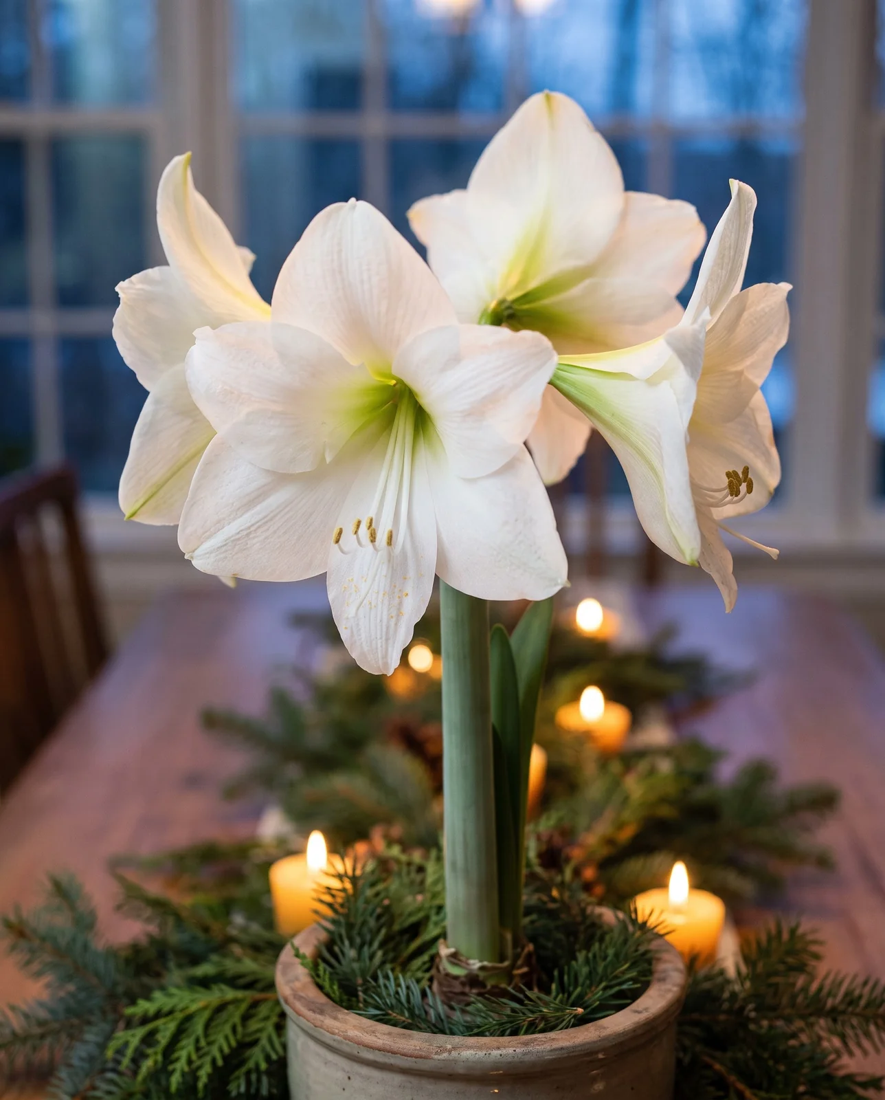 Blooming white amaryllis centerpiece with candles on a holiday dining table