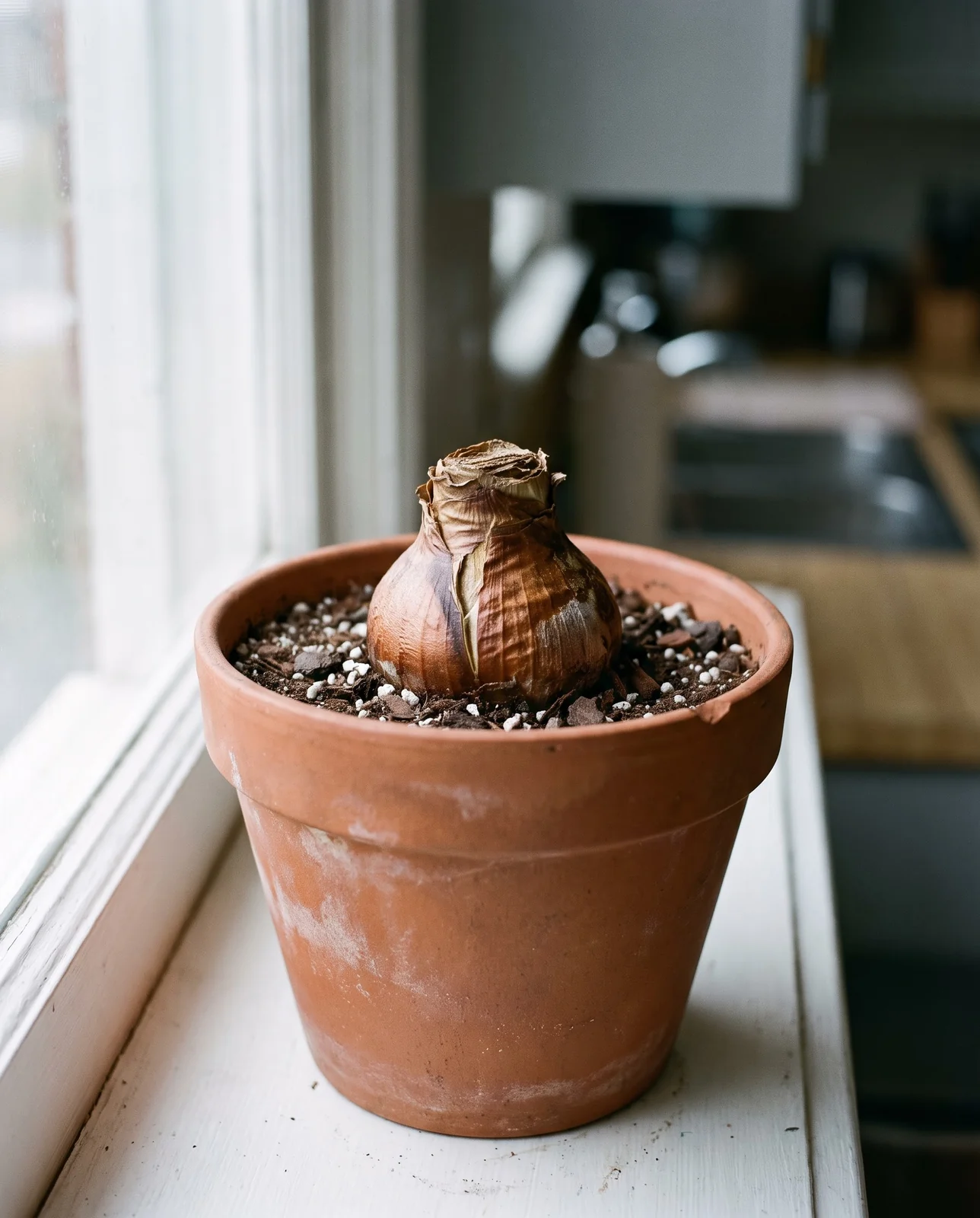 Amaryllis bulb planted in terracotta pot with top third exposed