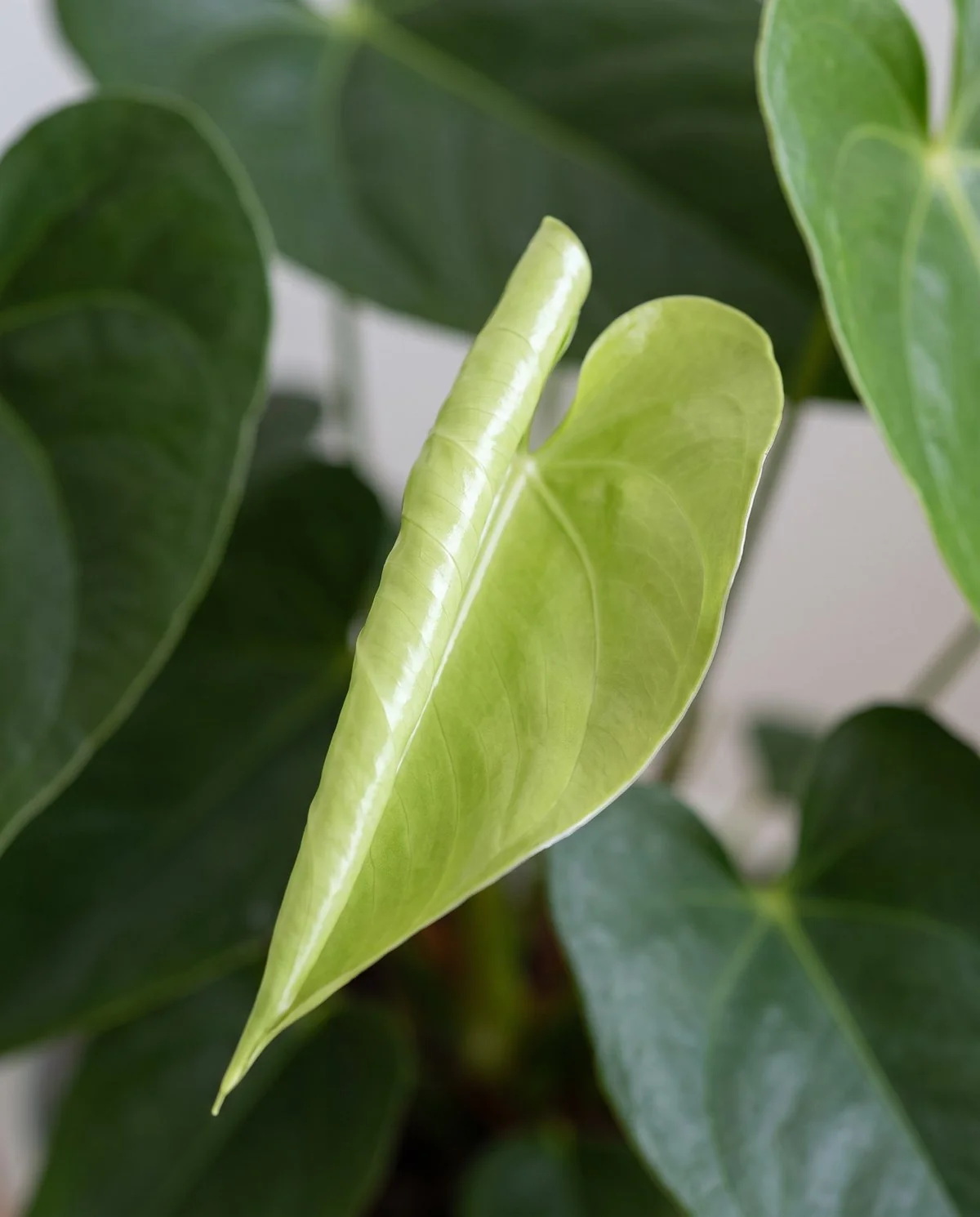A new anthurium leaf unfurling glossy and evenly coloured with an unmarked surface