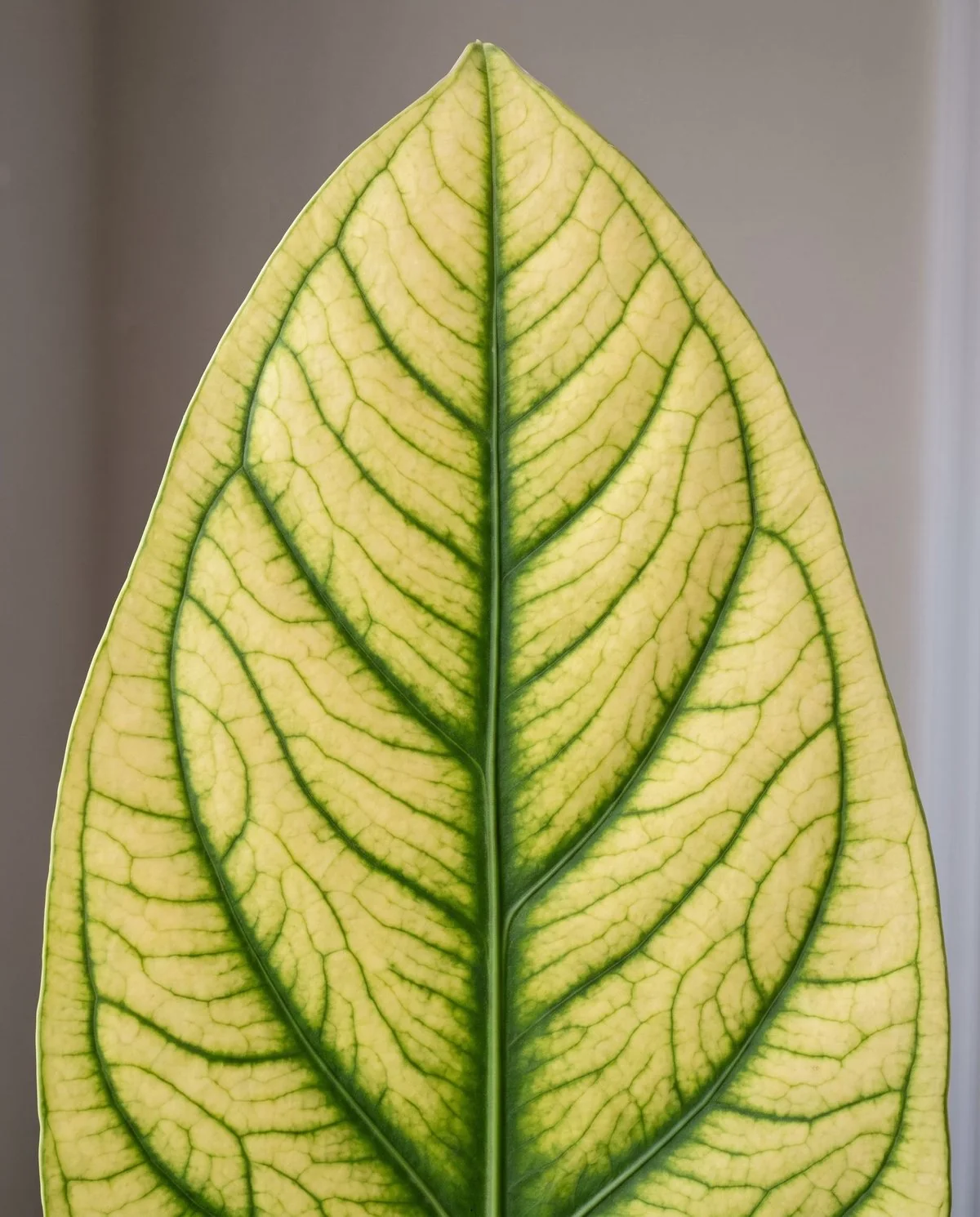 An older anthurium leaf yellowing between its veins while the vein network itself stays clearly green