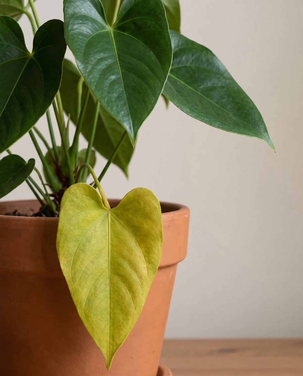 The oldest lower leaf of an anthurium yellowing evenly while the newer leaves above stay dark and glossy