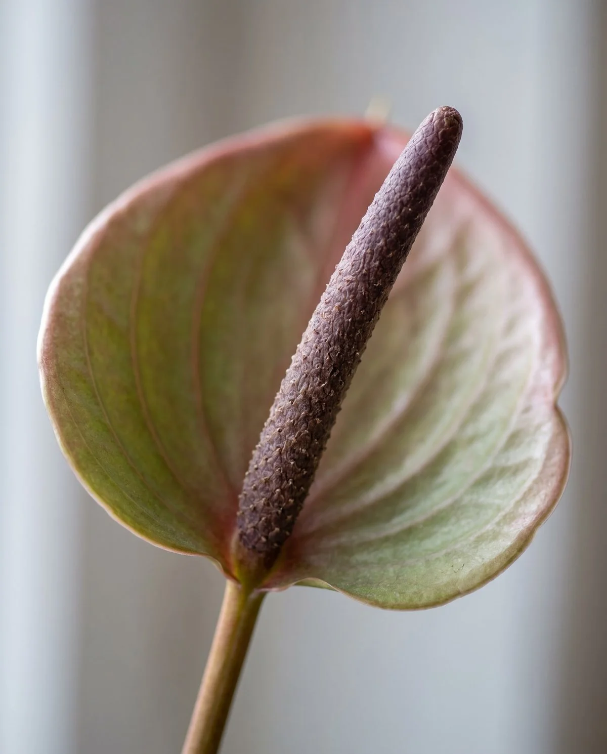 An anthurium spadix darkening evenly along its whole length as the bloom finishes, with no flecks