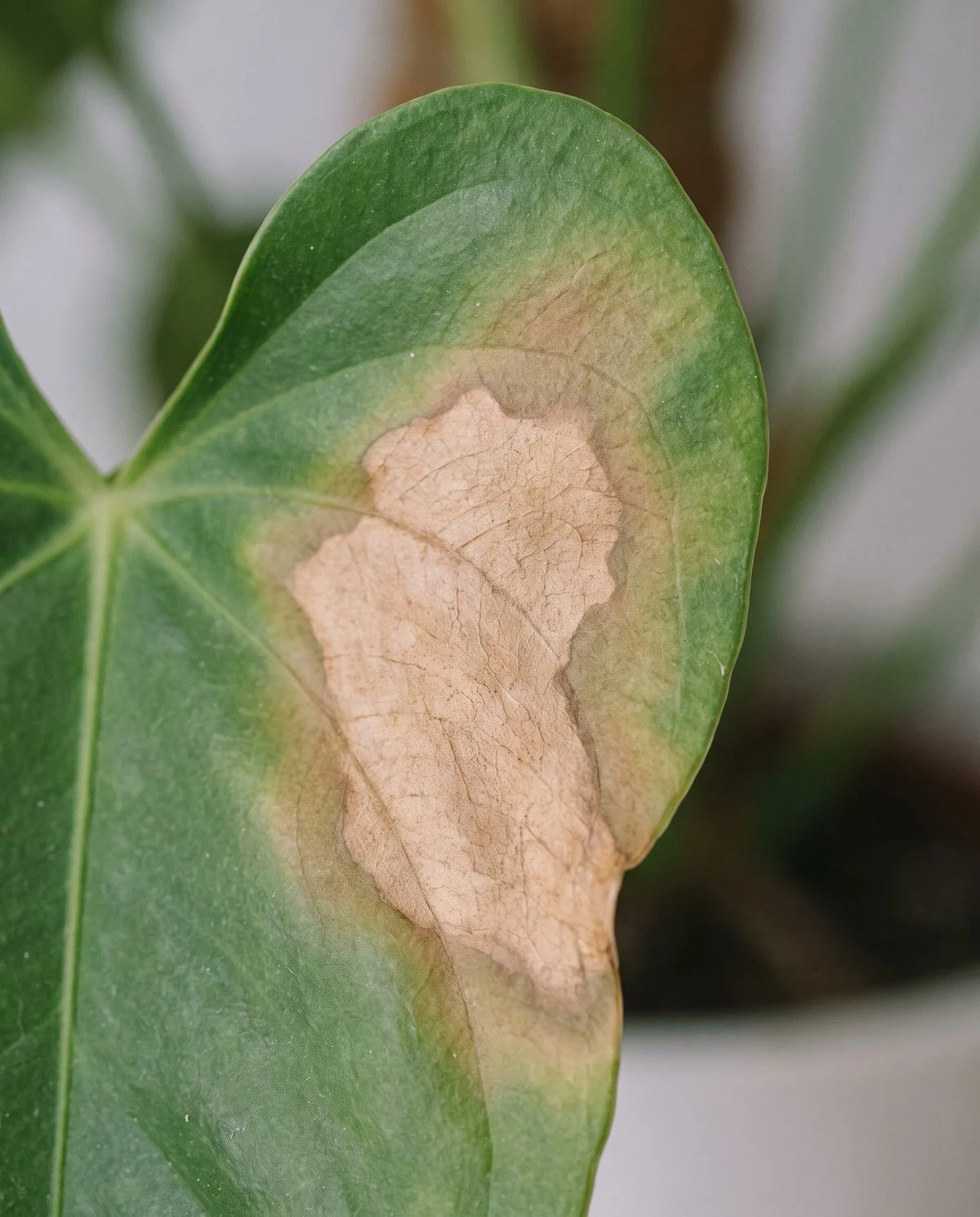 An anthurium leaf with a broad dry tan blotch across the middle, the edge of the blotch soft and undefined