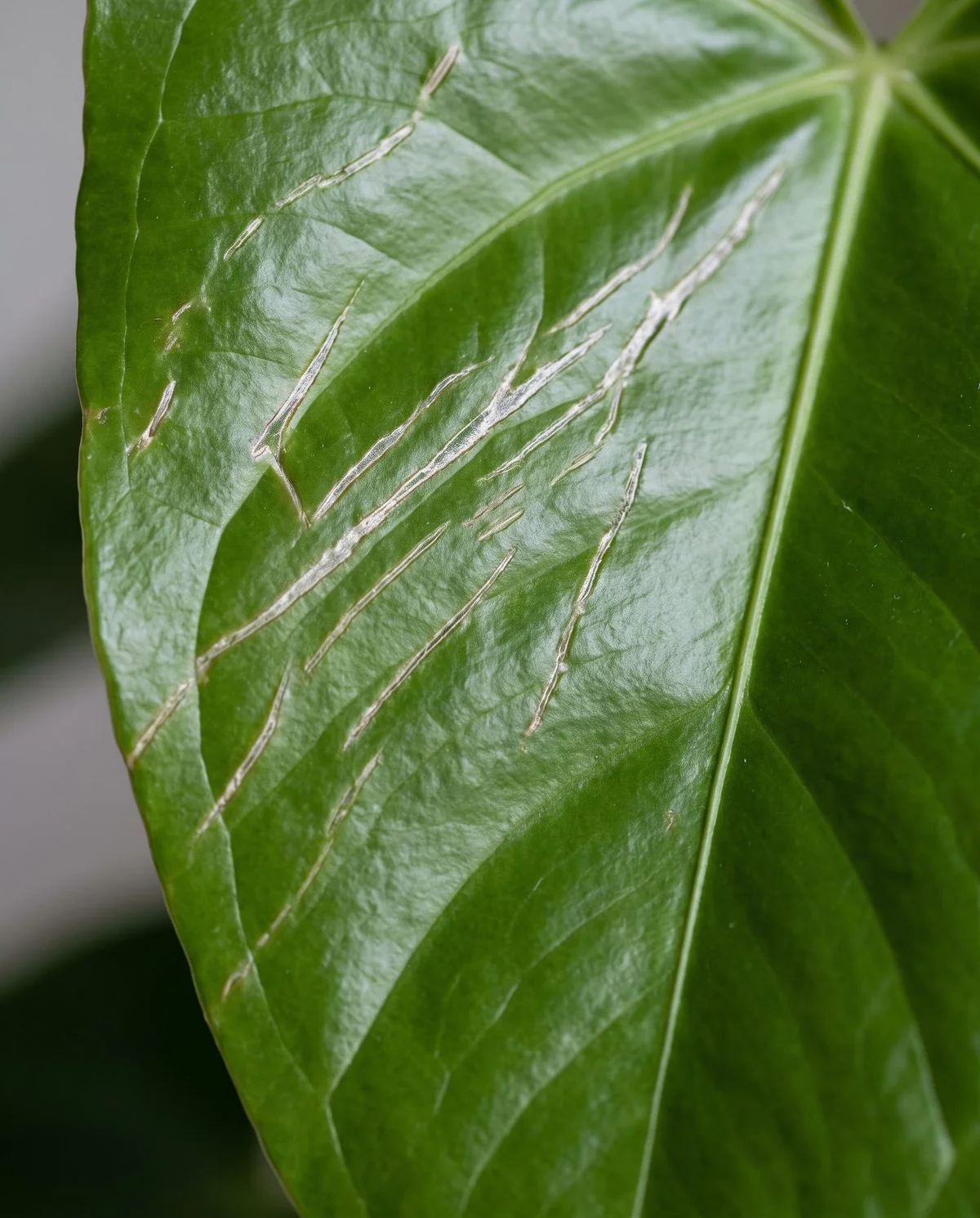 A young anthurium leaf marked with silvery streaks and fine scarring that stretched as the leaf expanded