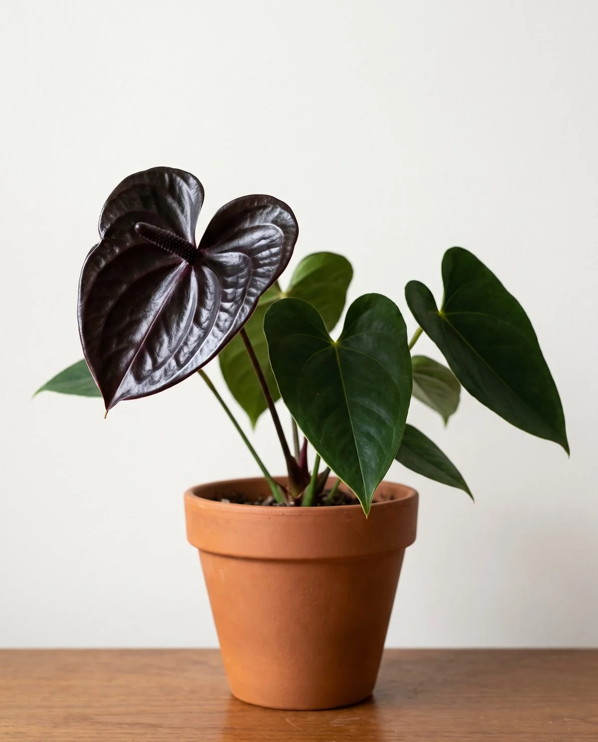 A dark-spathe anthurium, the near-black waxy spathe glossy against deep green heart-shaped leaves