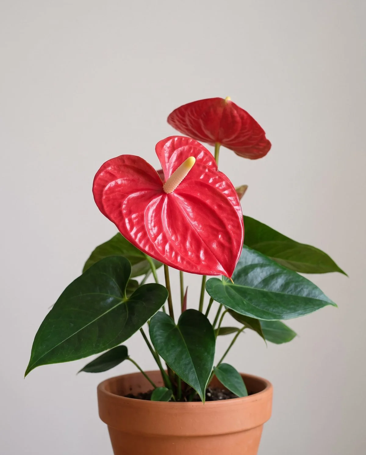 A standard flowering anthurium with a large bright red waxy spathe and a straight pale spadix