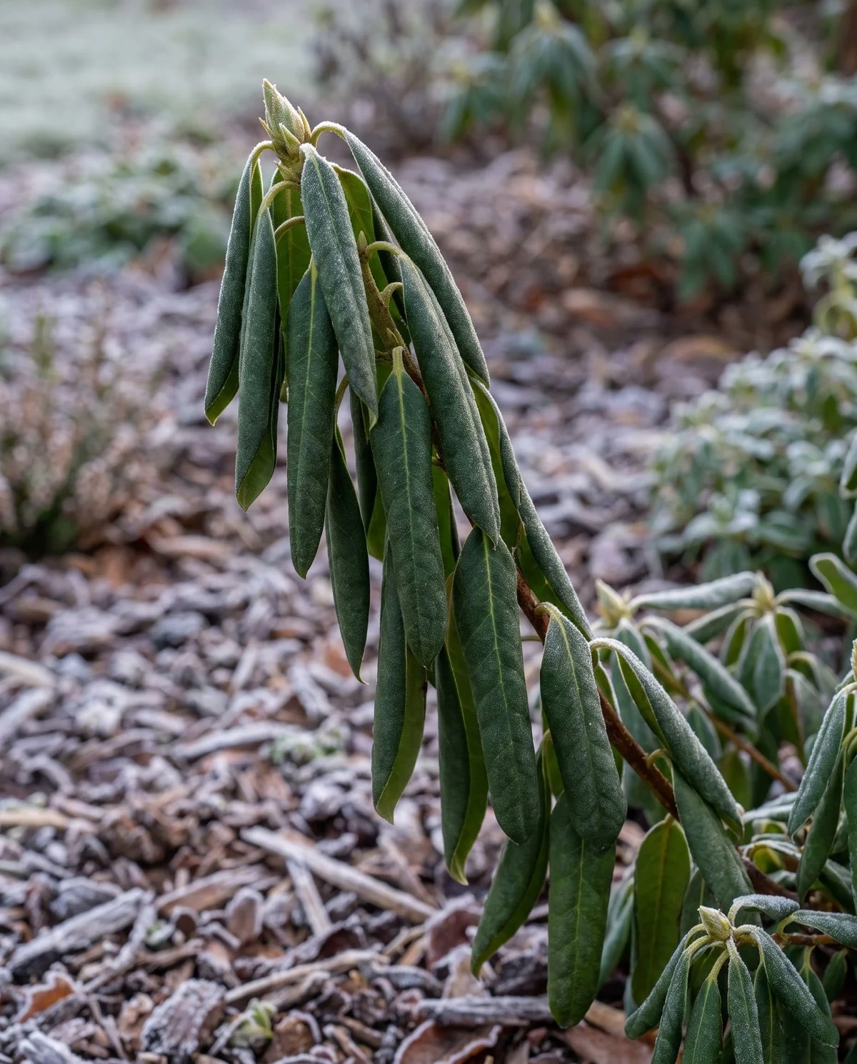 Evergreen azalea leaves curled tightly inward and drooping downward after a hard freeze