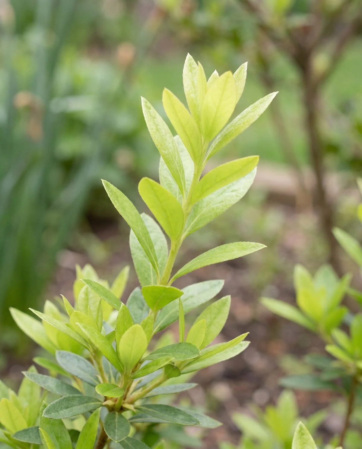 New azalea growth emerging evenly across a whole shoot, every leaf thin flat and glossy
