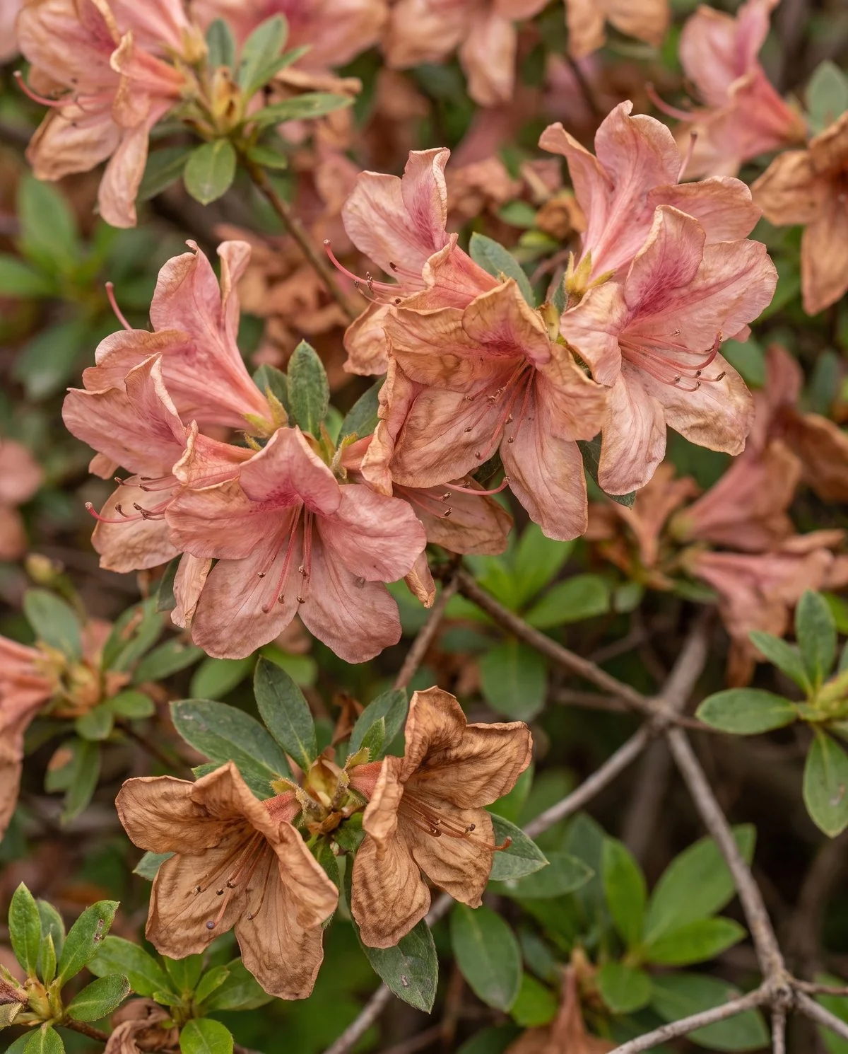Azalea flowers at the natural end of their life, fading evenly to brown and dropping together