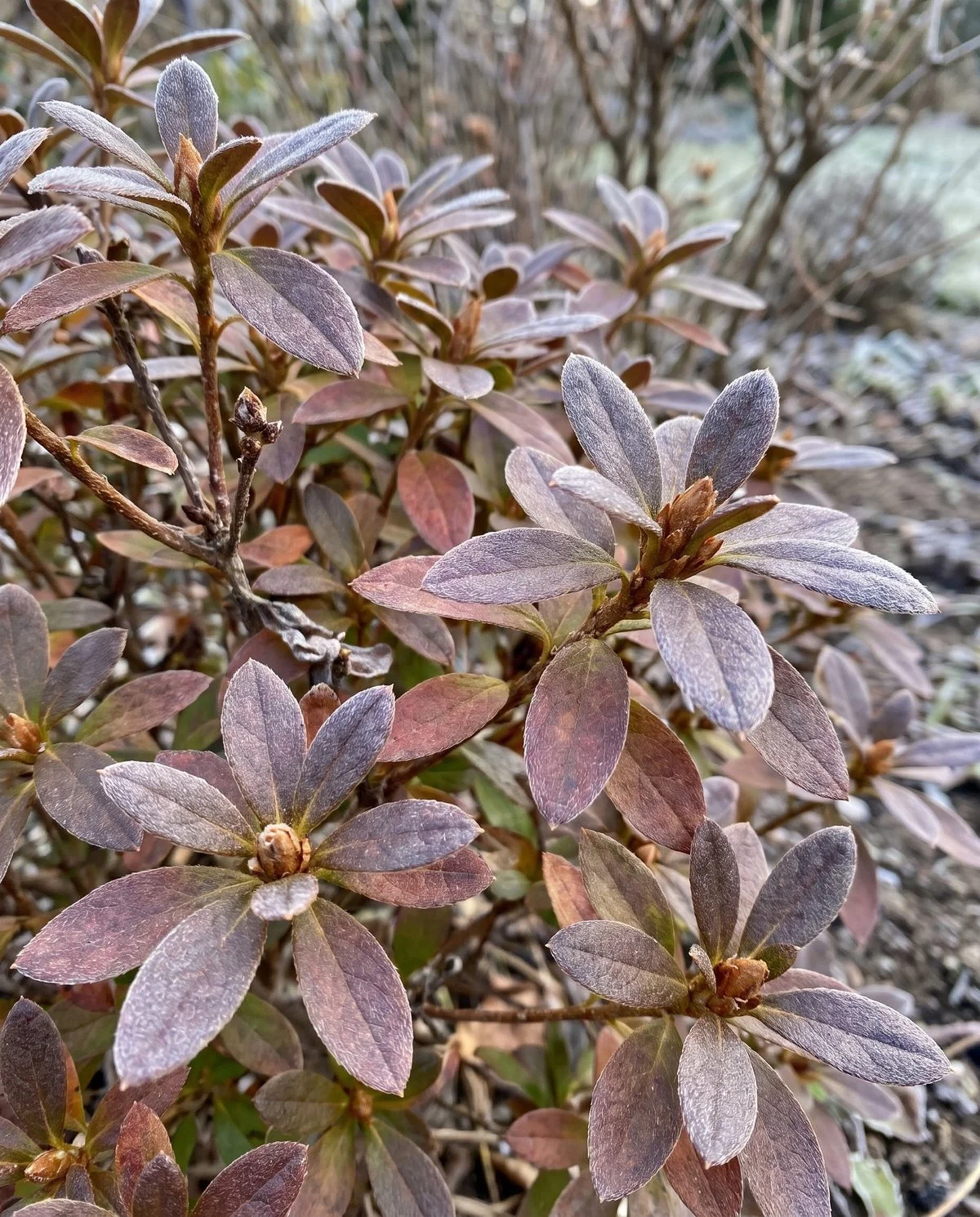 Evergreen azalea foliage shifted to bronze and purple in cold weather while every leaf stays firm and flat