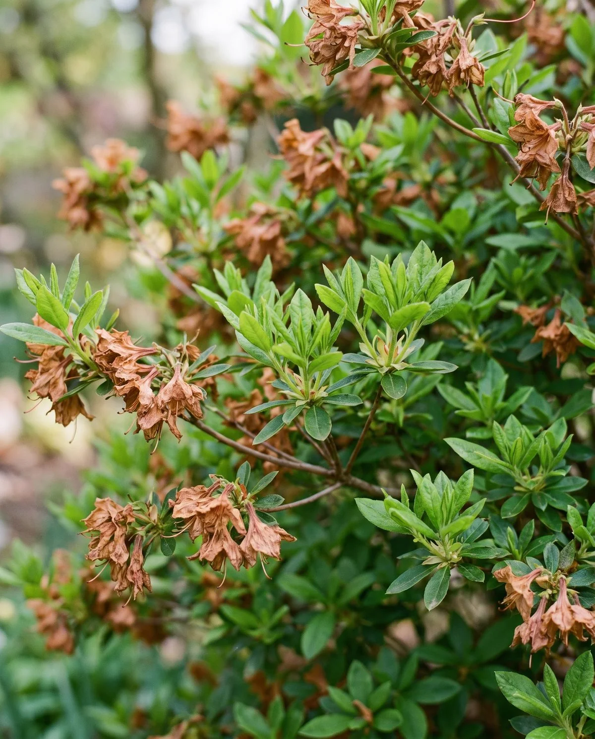 An azalea just past flowering, last brown blooms still hanging while fresh new shoots push from the tips