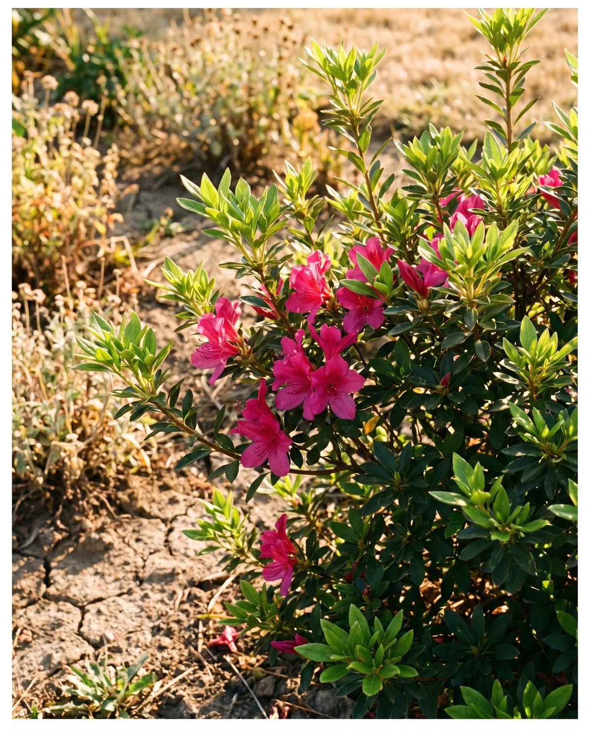 An evergreen azalea flowering out of season in late summer, blooms opening on fresh new growth