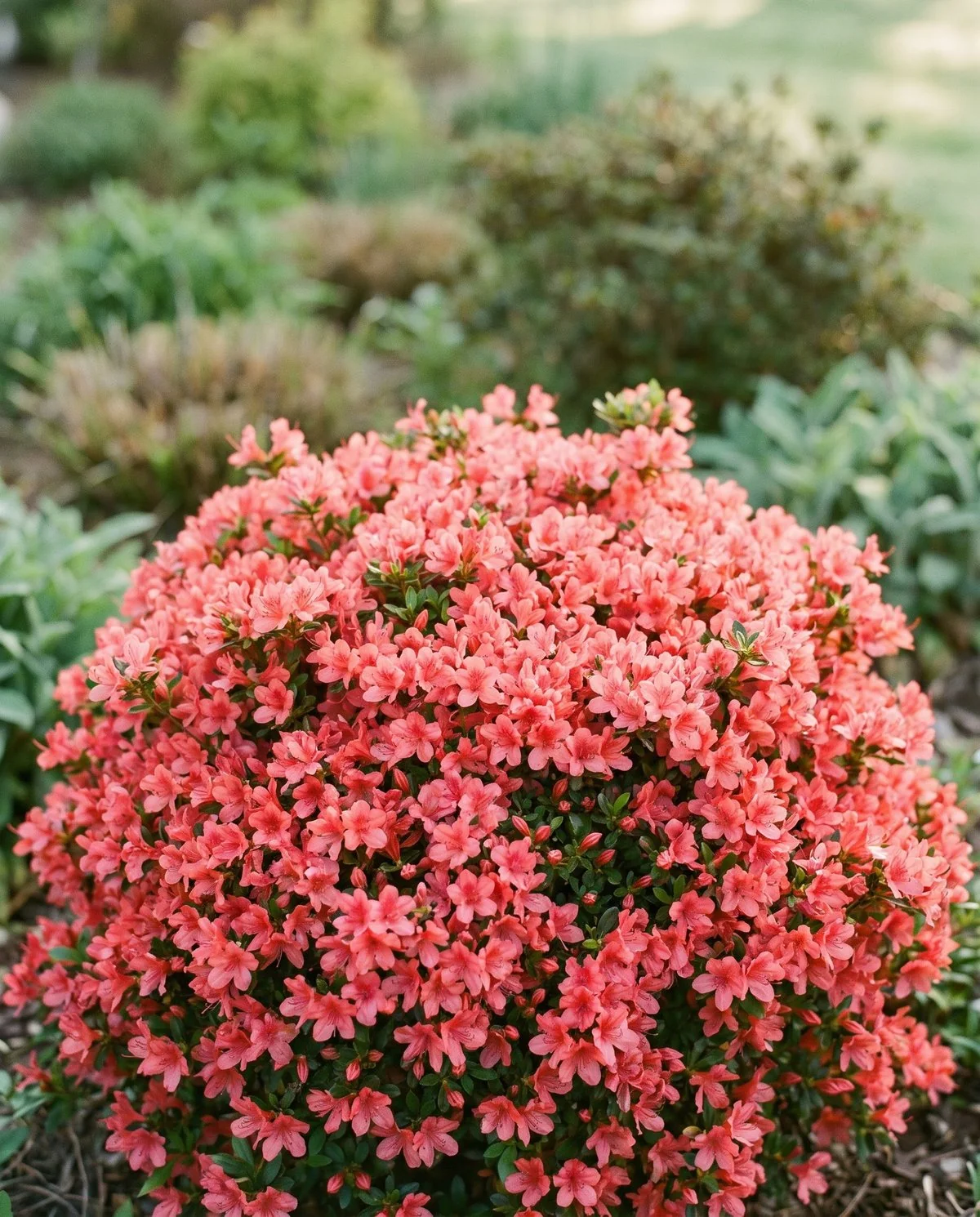 A compact evergreen azalea smothered in masses of small early flowers on dense twiggy branching