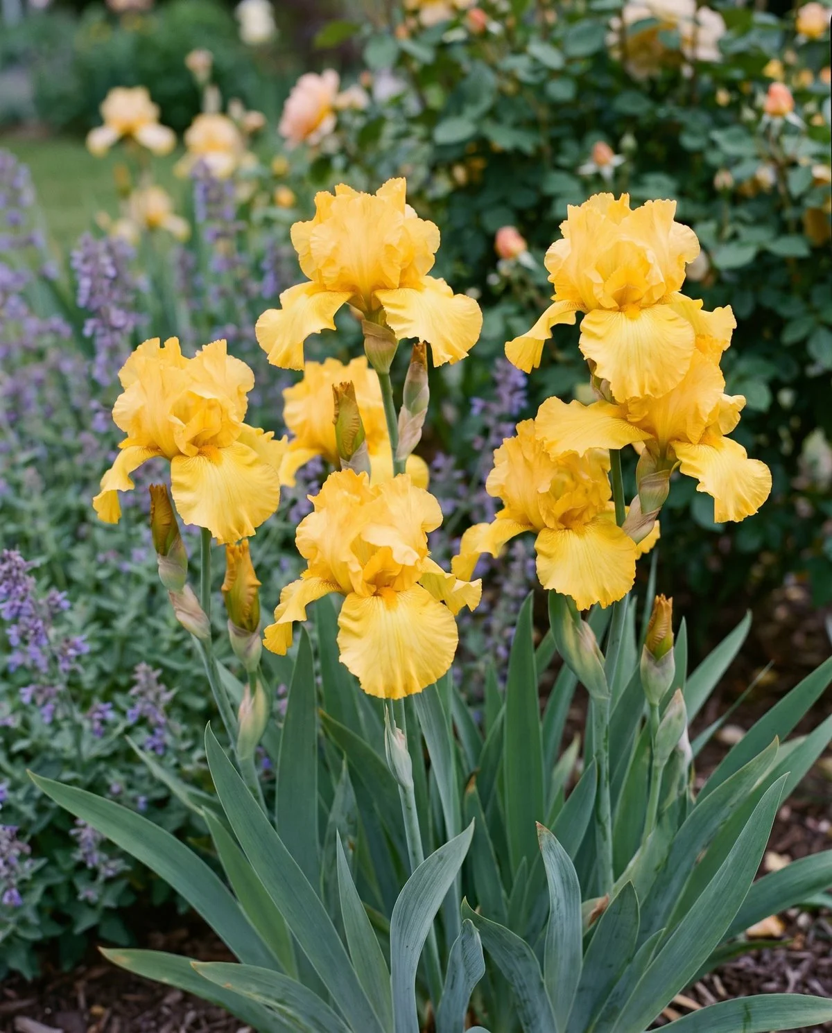 Border bearded iris with round ruffled flowers on shorter sturdy stems in a mixed border