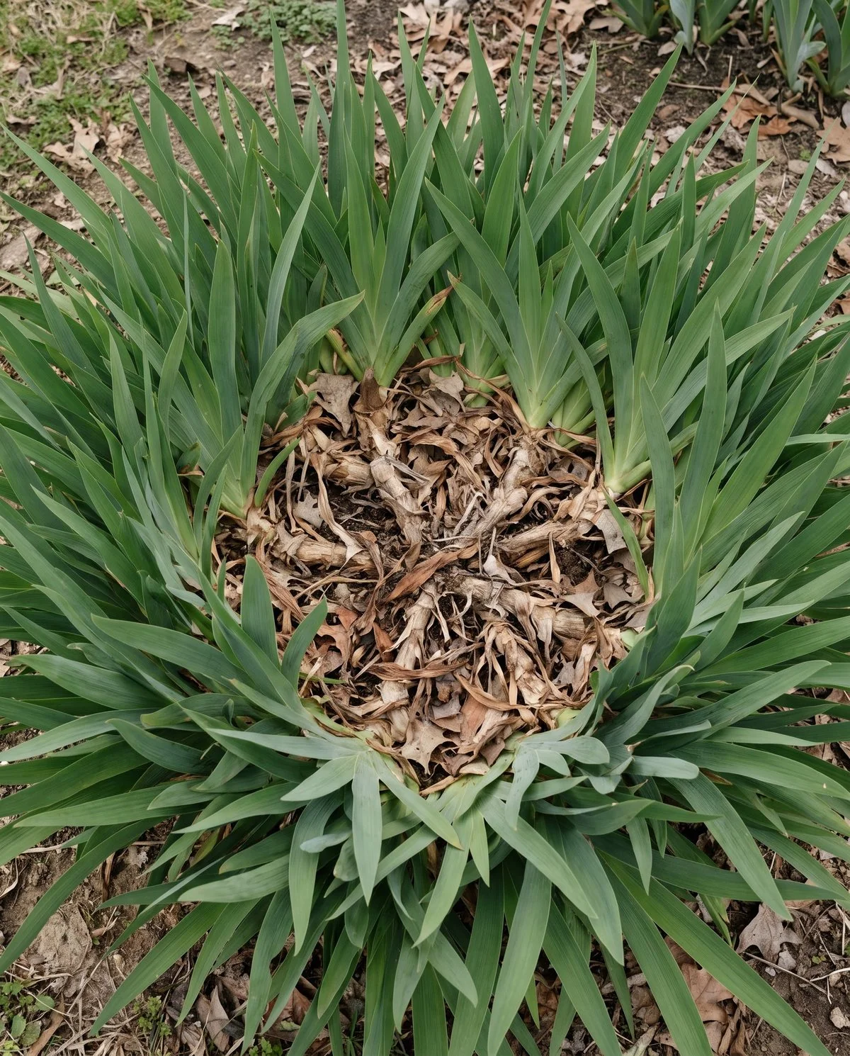 An old bearded iris clump with healthy leaf fans in a ring around a bare dead centre