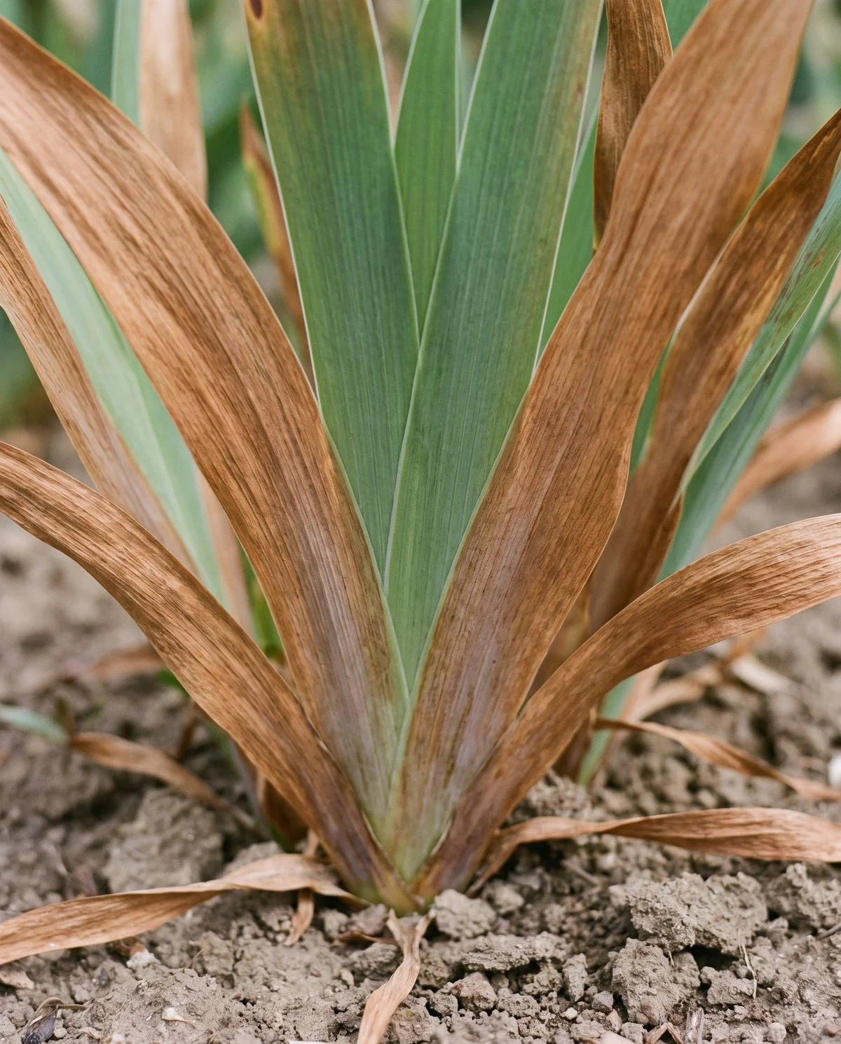The outer leaves of an iris fan browning uniformly after flowering, with no streaks or holes