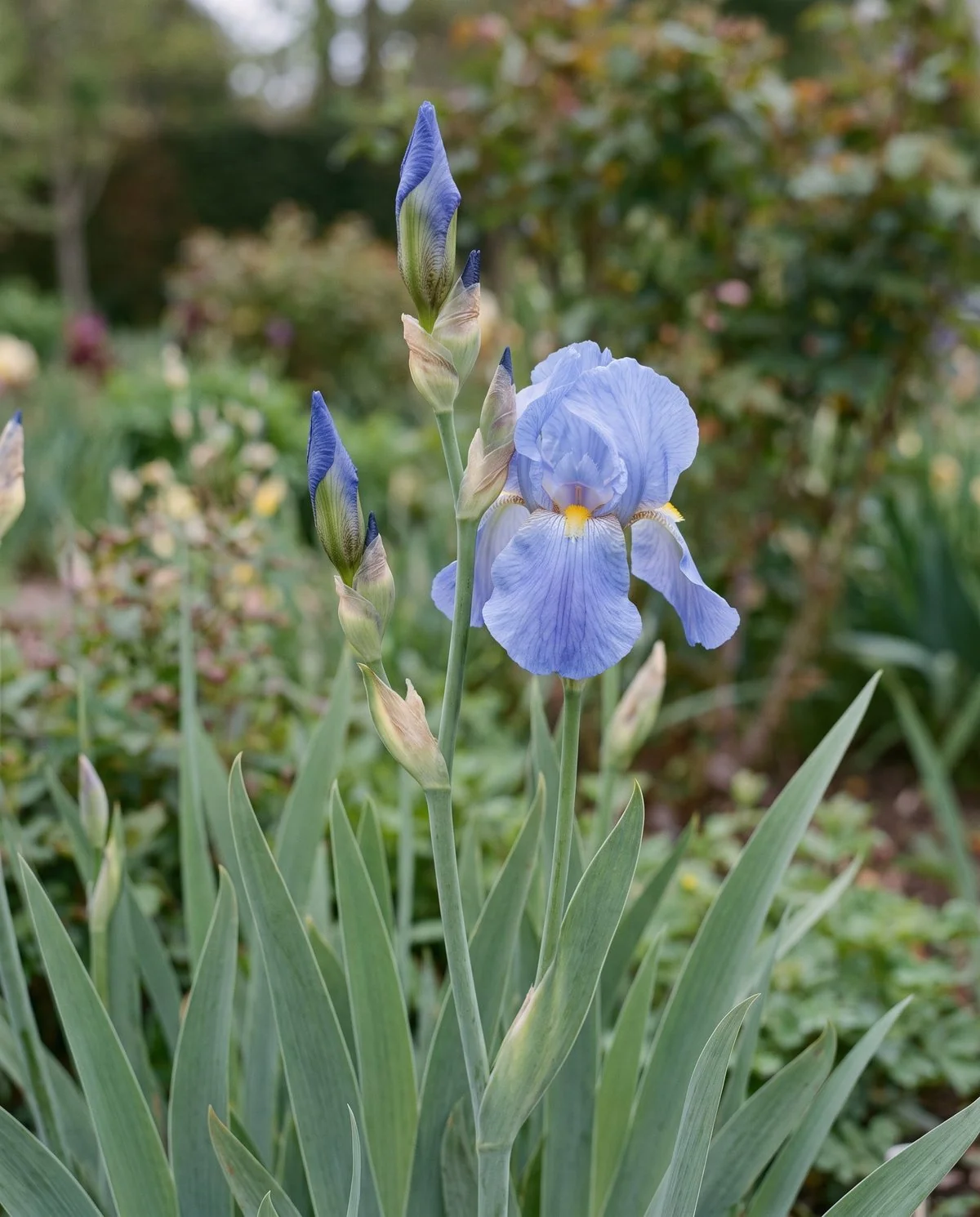 Intermediate bearded iris at mid border height carrying several buds on a branched stalk
