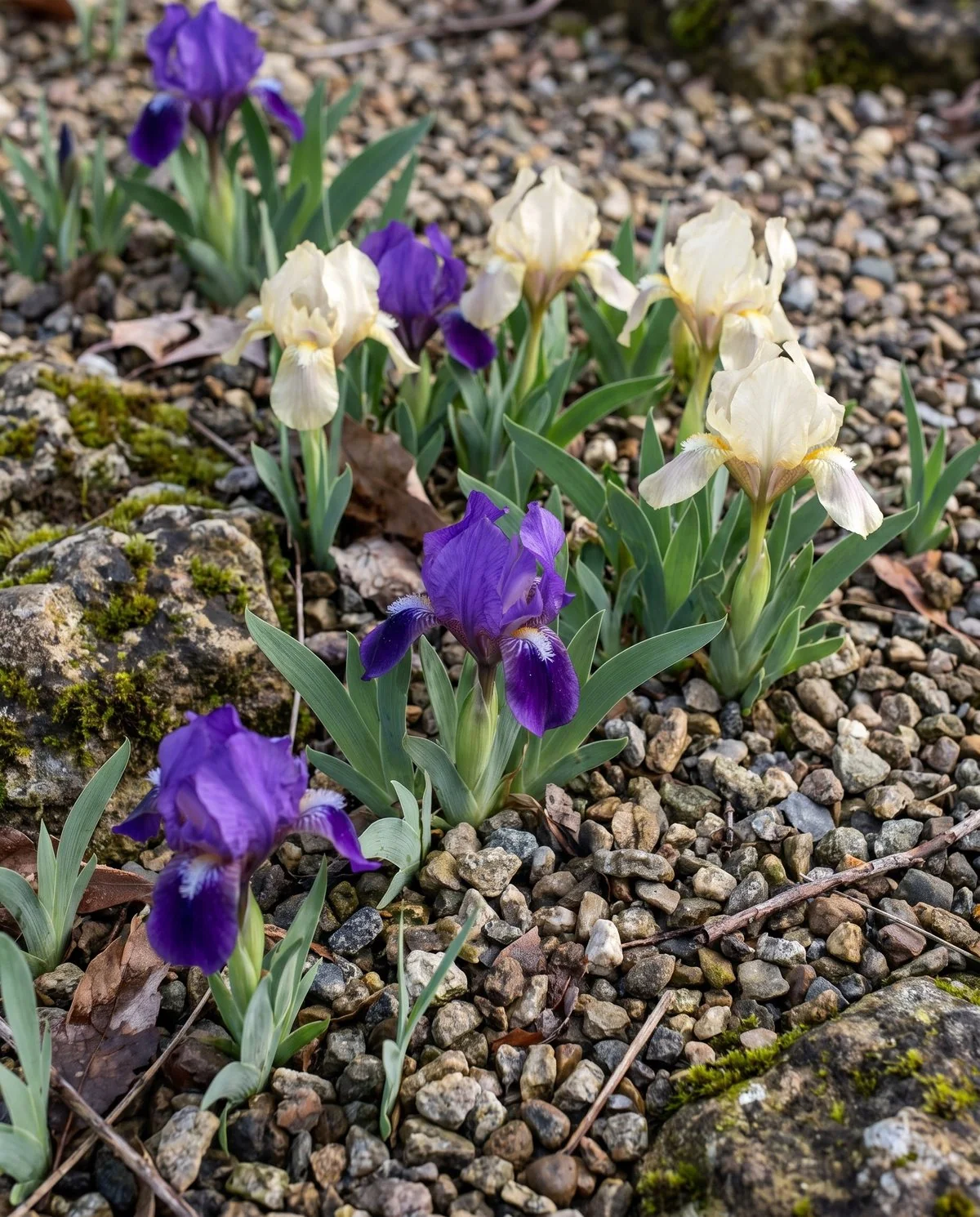 Very short miniature dwarf bearded iris flowering low among gravel and small rocks in early spring