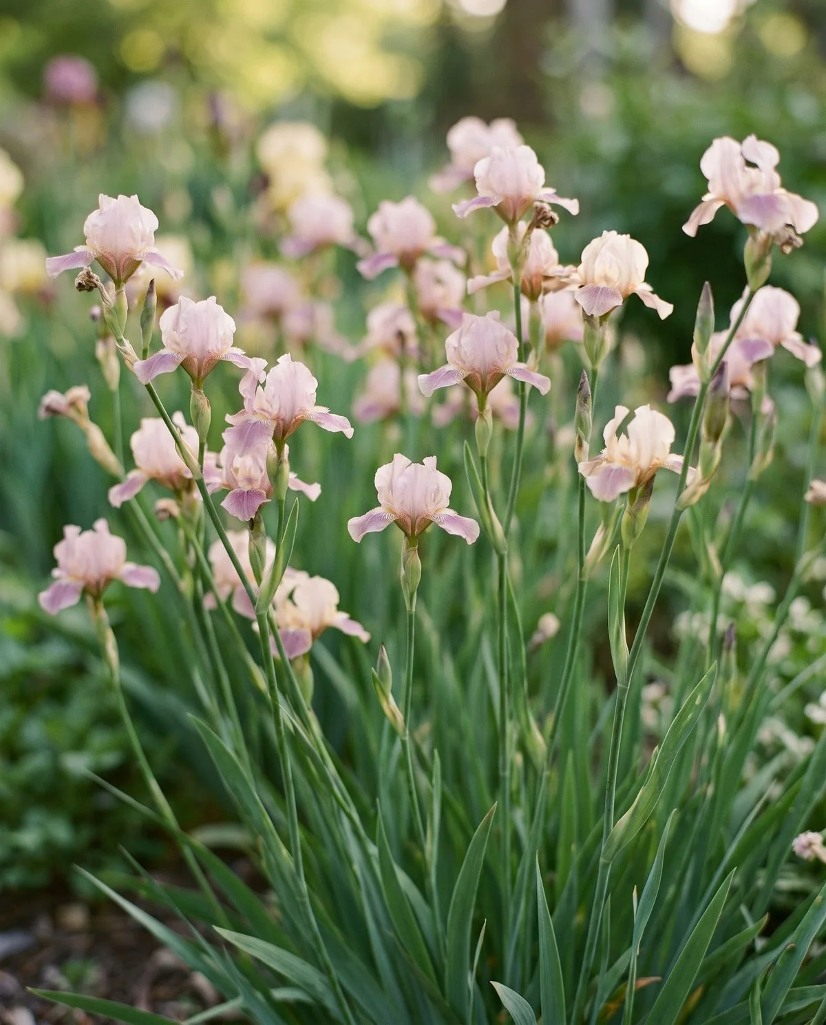 Miniature tall bearded iris with small dainty flowers on very slender wiry stems