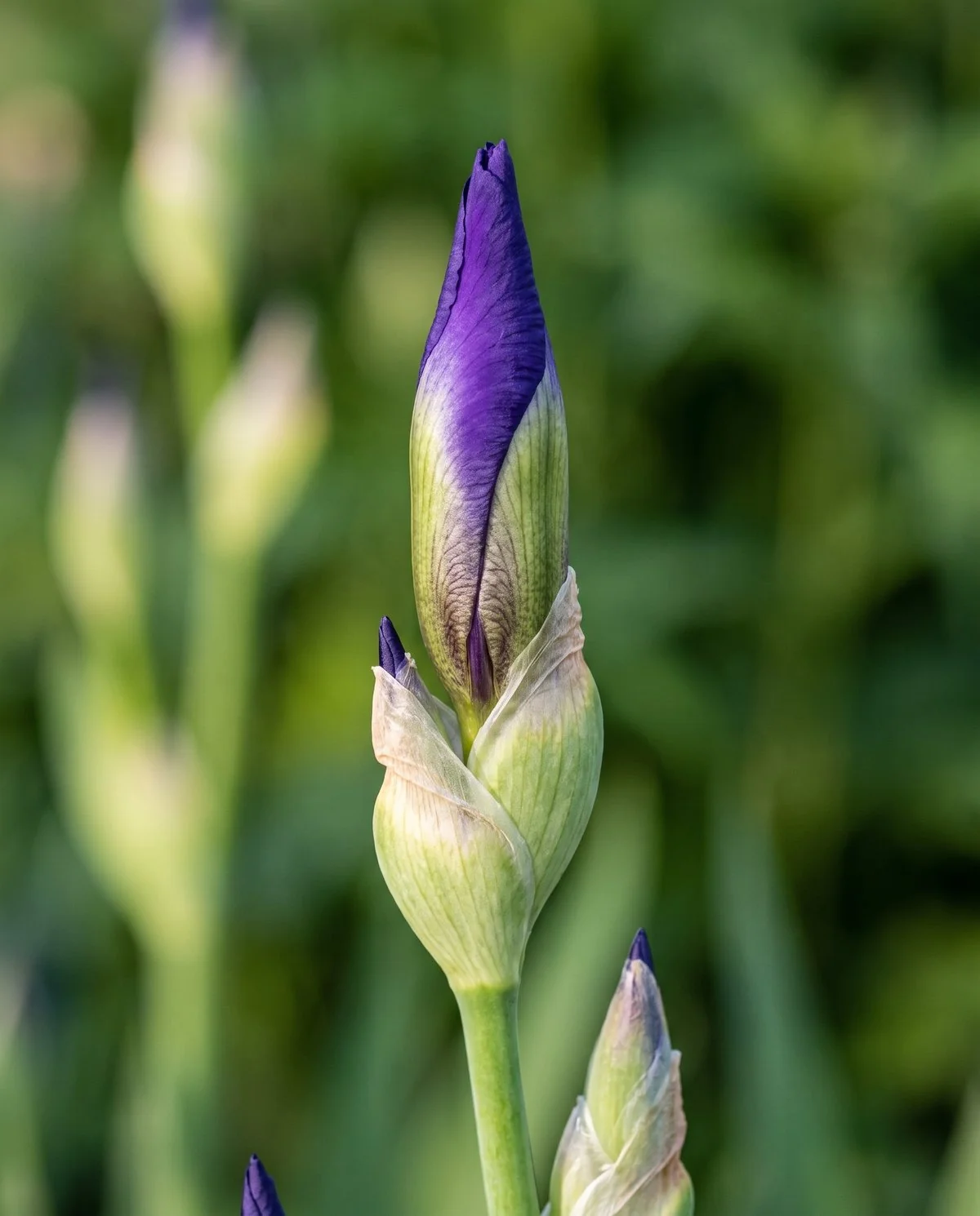 A bearded iris bud at the pencil stage, a line of colour showing out of the sheathing leaves with petals still furled