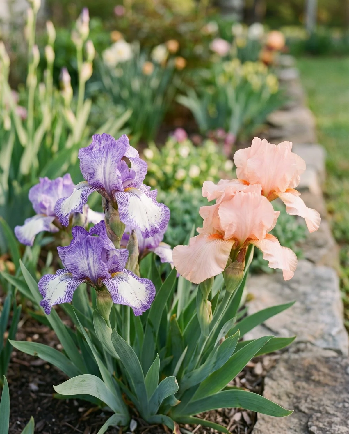 Standard dwarf bearded iris about a foot tall with speckled plicata markings edging the petals