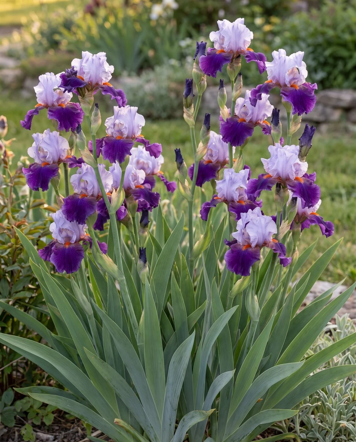 Tall bearded iris standing well above its leaf fans with large ruffled flowers and many buds