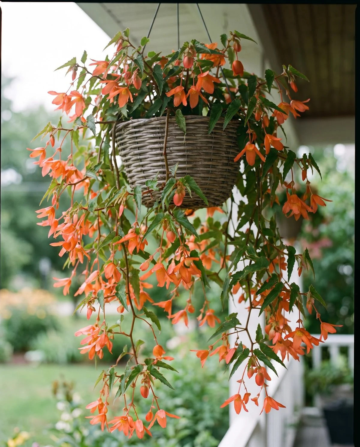 A hanging basket of trailing begonias spilling long flowering stems well below the rim