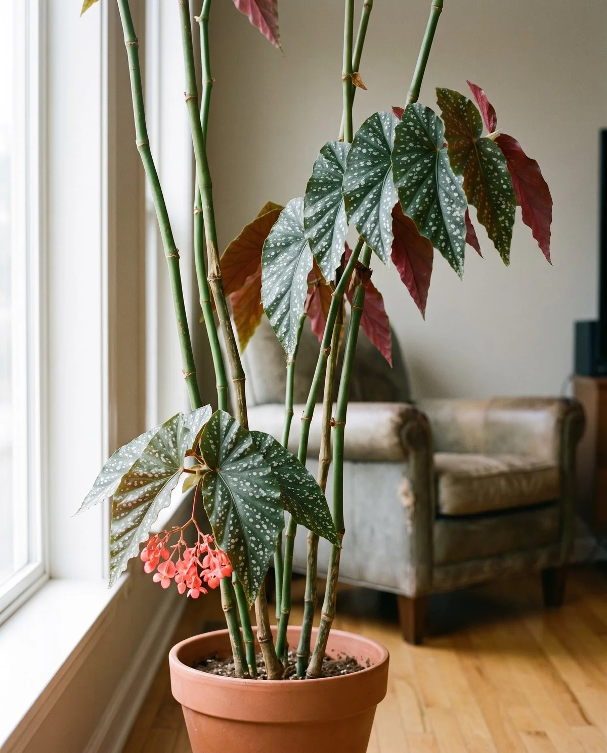 A tall cane begonia with jointed bamboo-like stems, silver-spotted wing-shaped leaves and hanging pink flower clusters