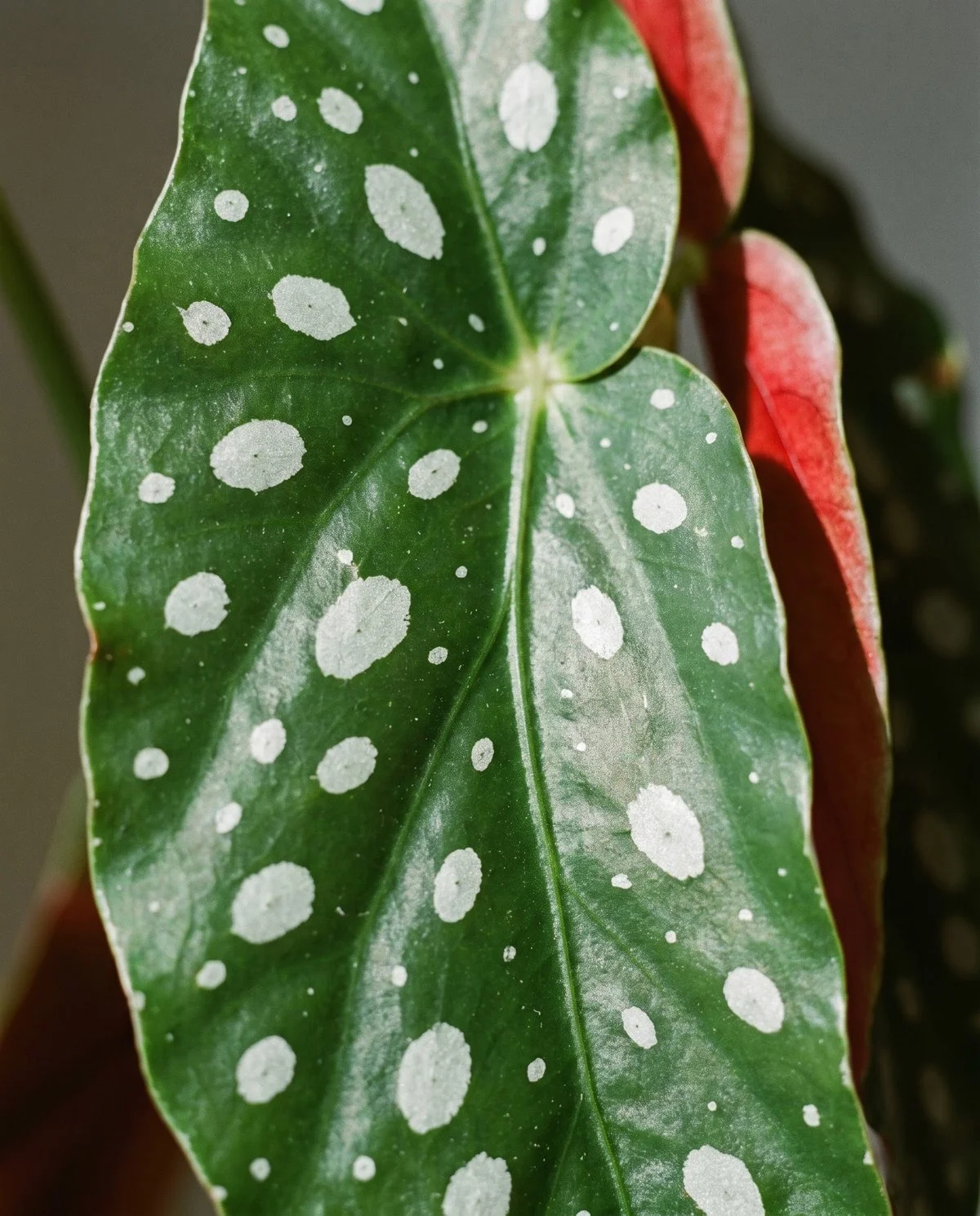 Close view of a silver-spotted begonia leaf where the pale markings lie flat in the leaf surface with no raised film