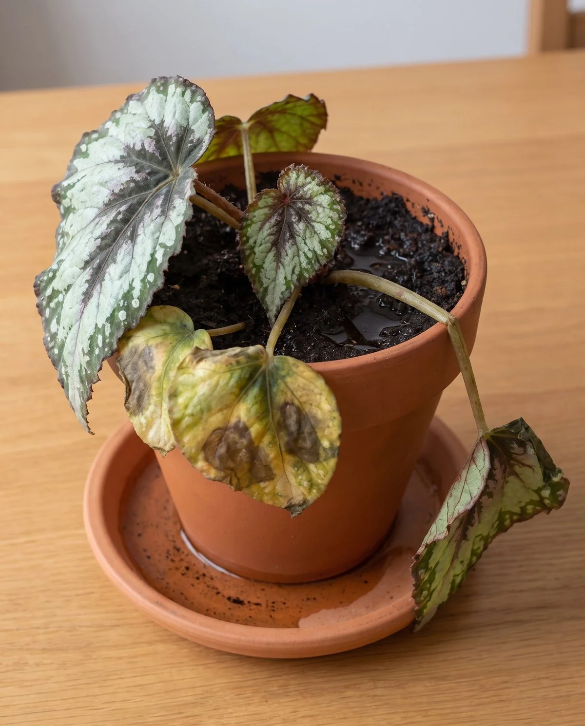 An overwatered begonia drooping in visibly wet soil with soft yellow-brown patches on limp leaves